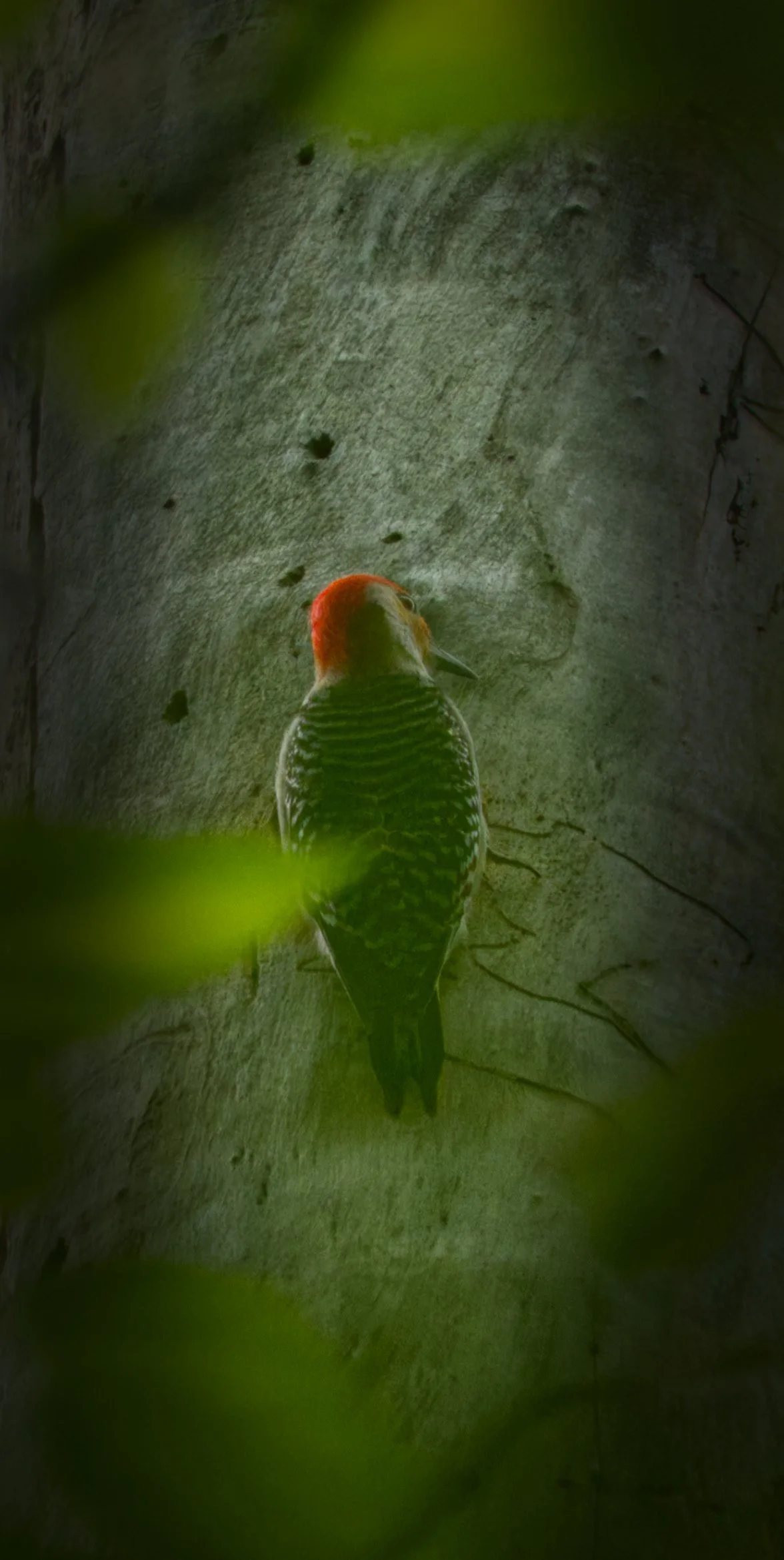 Red-bellied Woodpecker at its nest hole, Vale of Avoca, Toronto