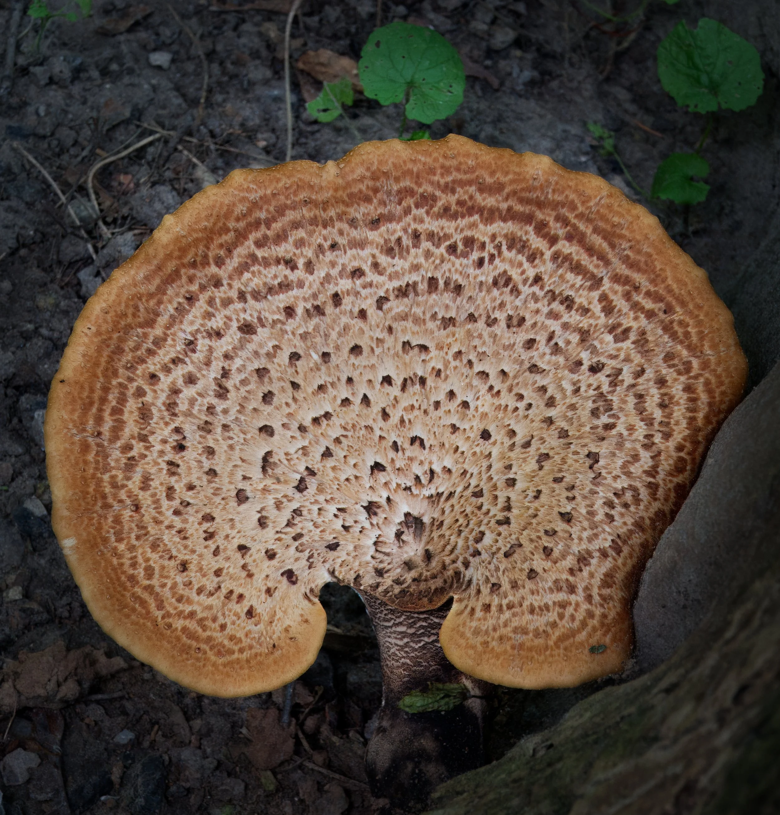 Dryad's saddle, Vale of Avoca, Toronto