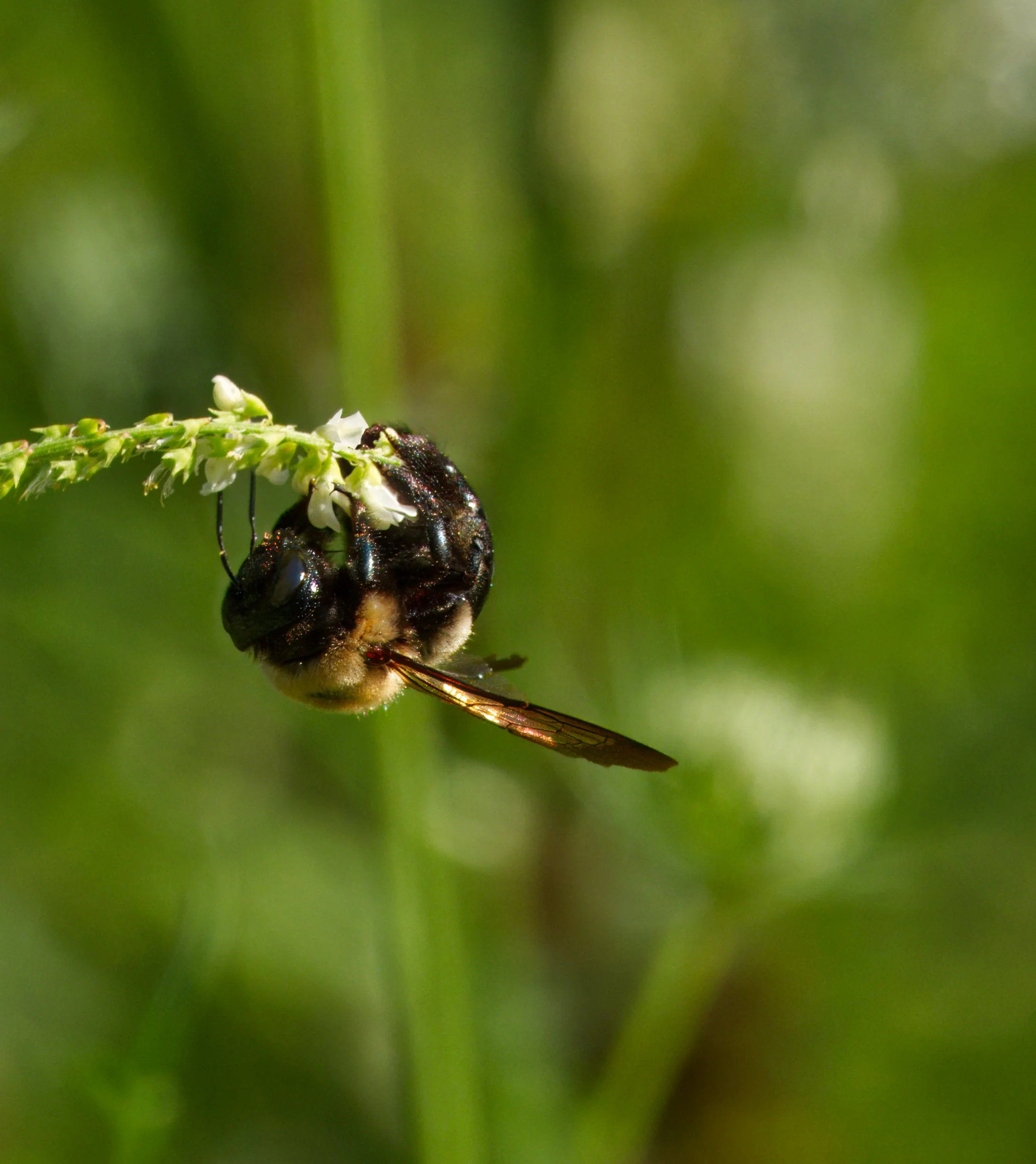 Eastern carpenter bee