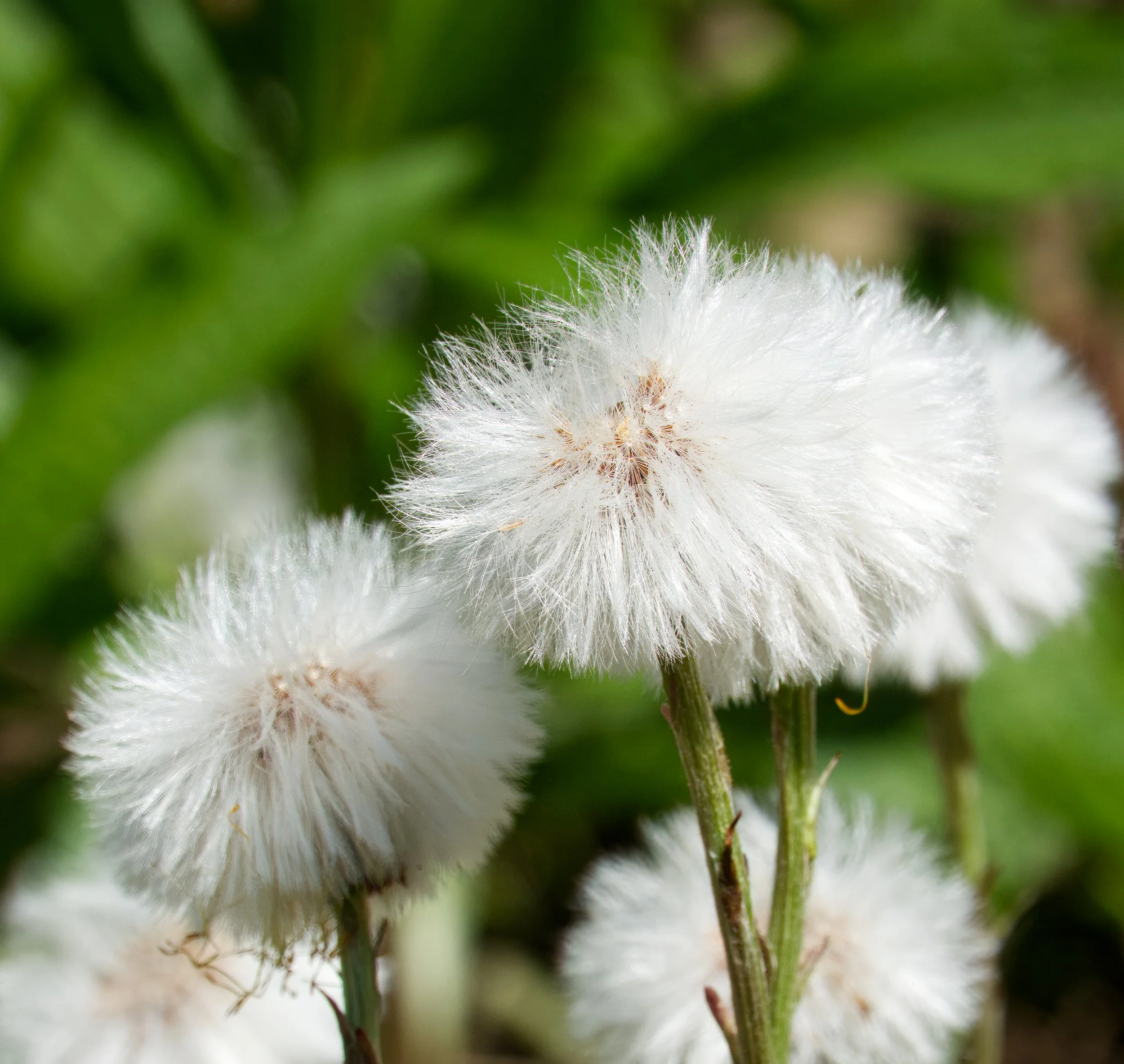 Colt's Foot Seed Heads