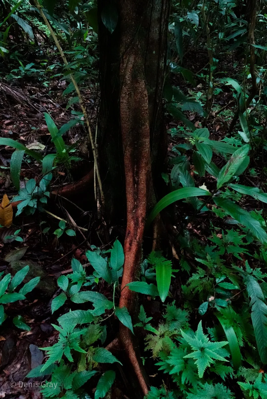 Tree buttresses at the jungle floor, Western Belize