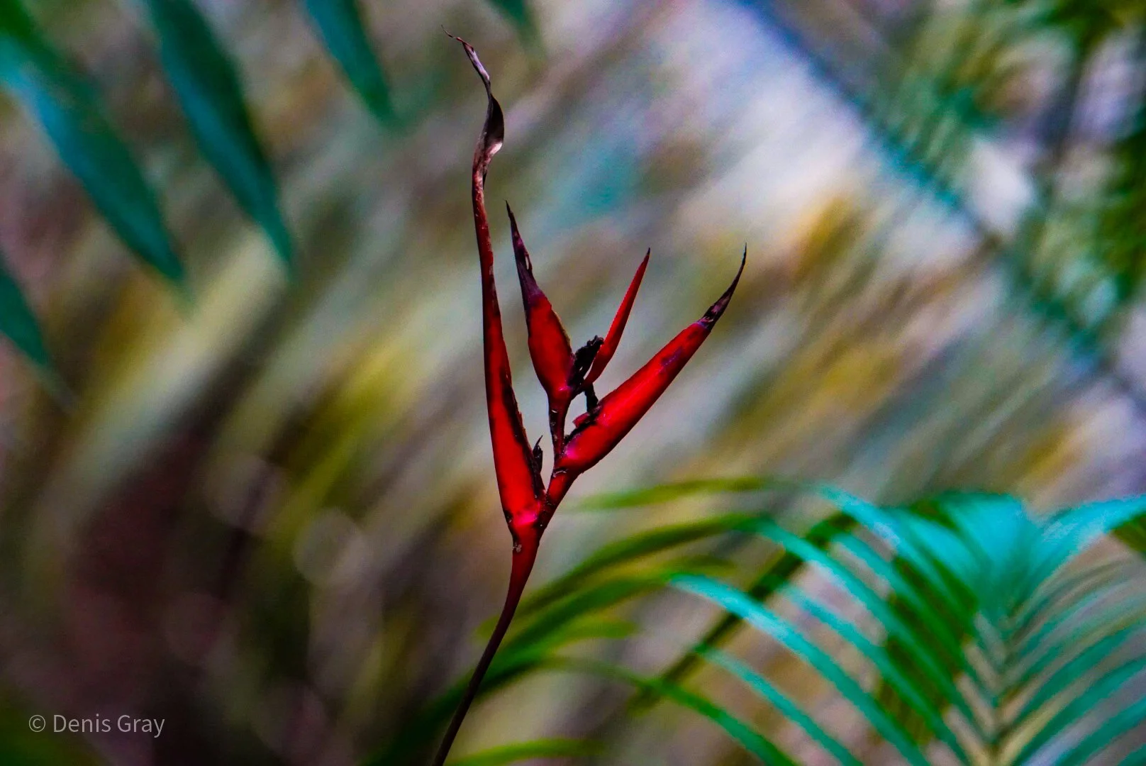 Heliconia