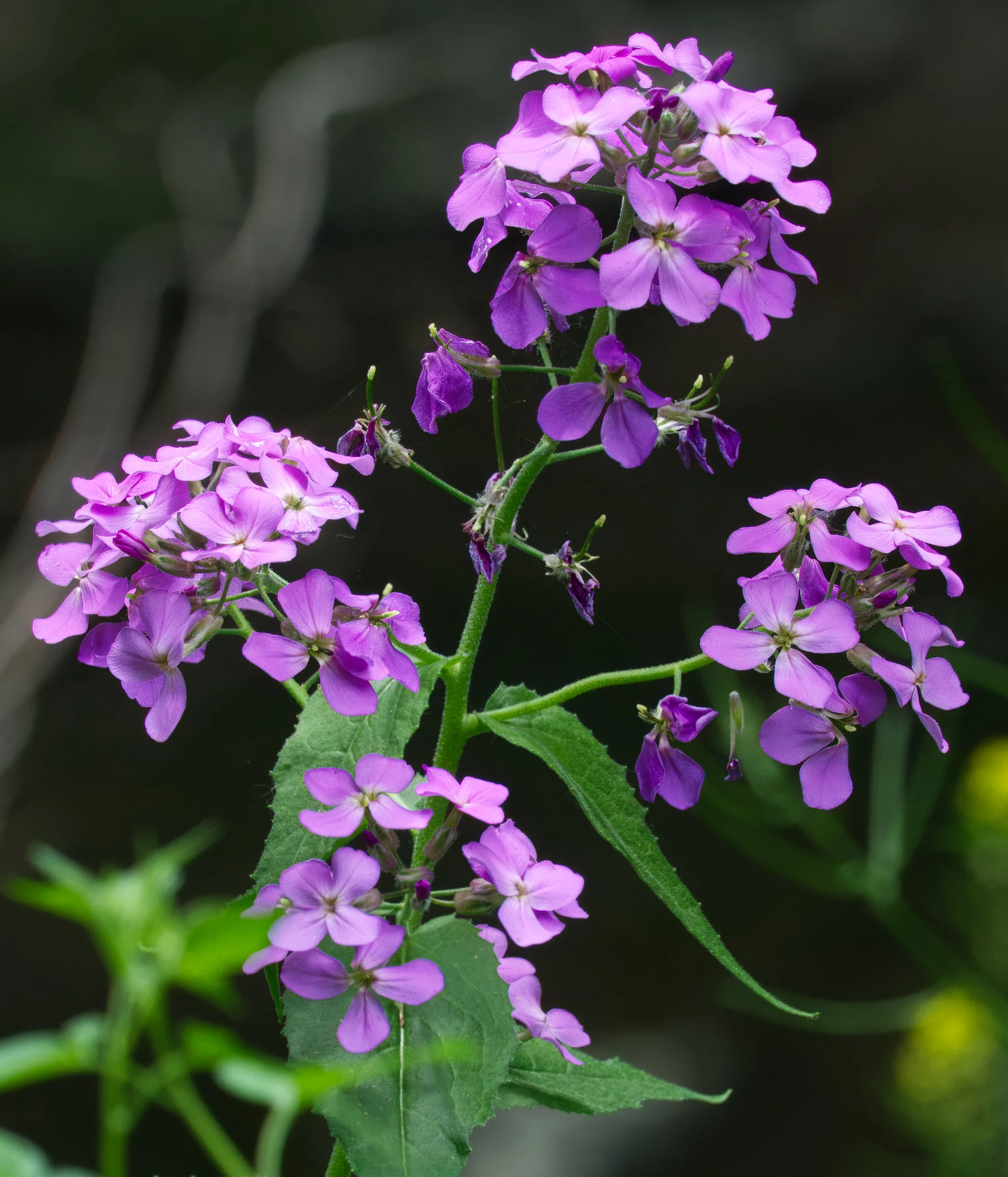 Dame's Rocket, Vale of Avoca, Toront