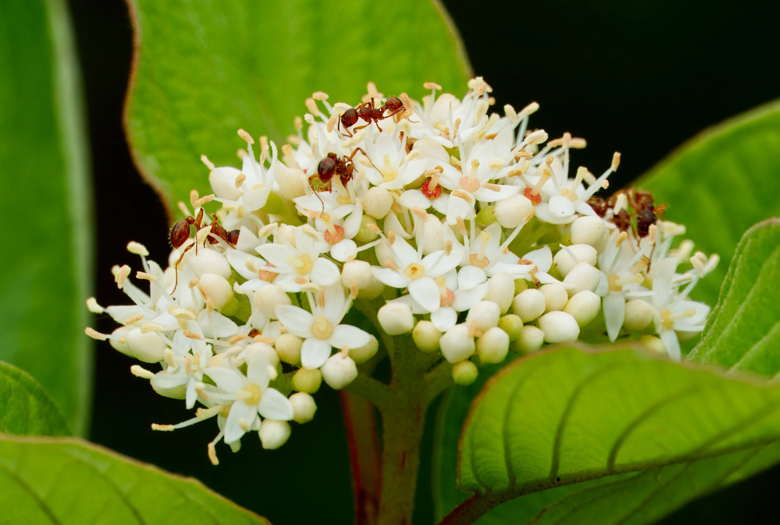 European Fire Ant on Red Osier Dogwood