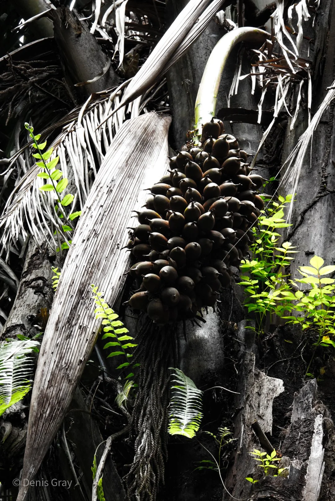 Cohune Palm Fruits, Western Belize