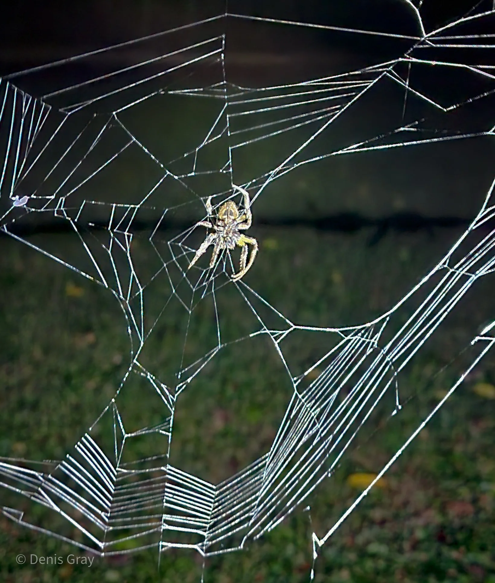 Orb Weaver Spider, Western Belize