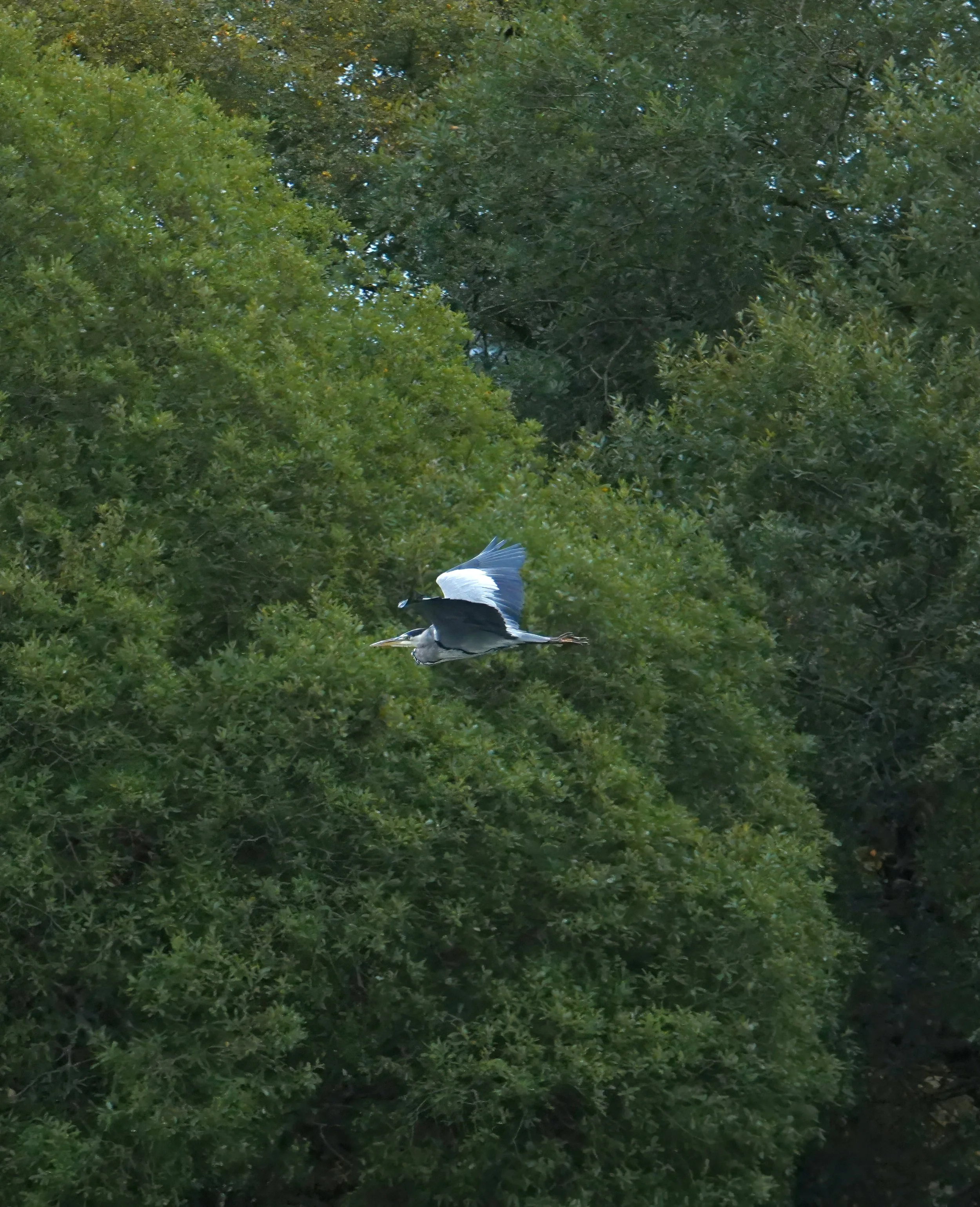Eurasian Grey Heron, Lough Ennel, Mullingar, Ireland