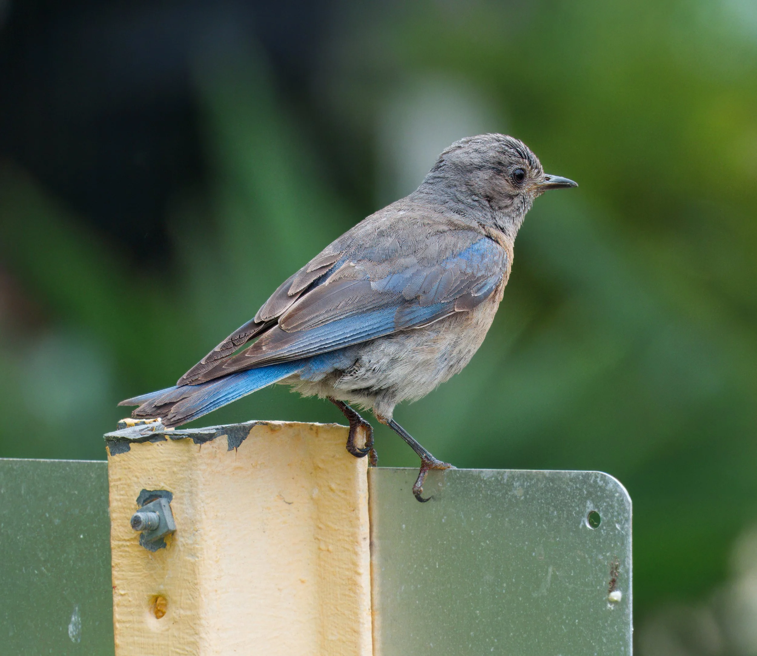 Western Bluebird, Laguna Woods, Southern California