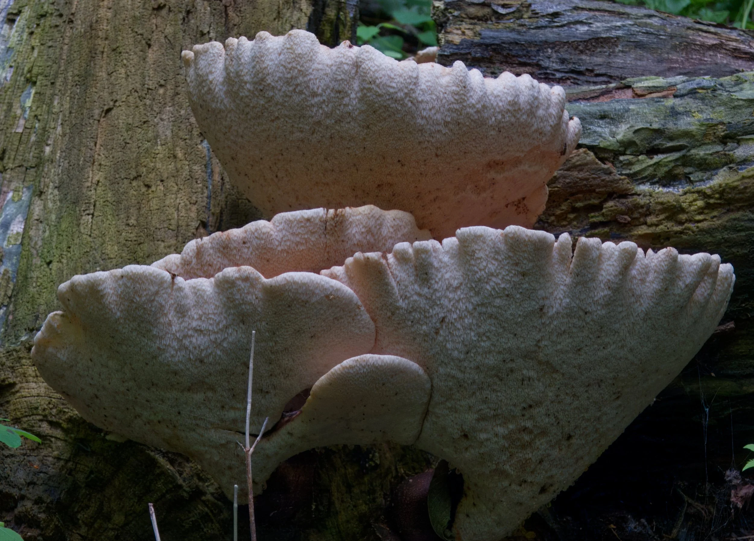 Lumpy Bracket Fungus