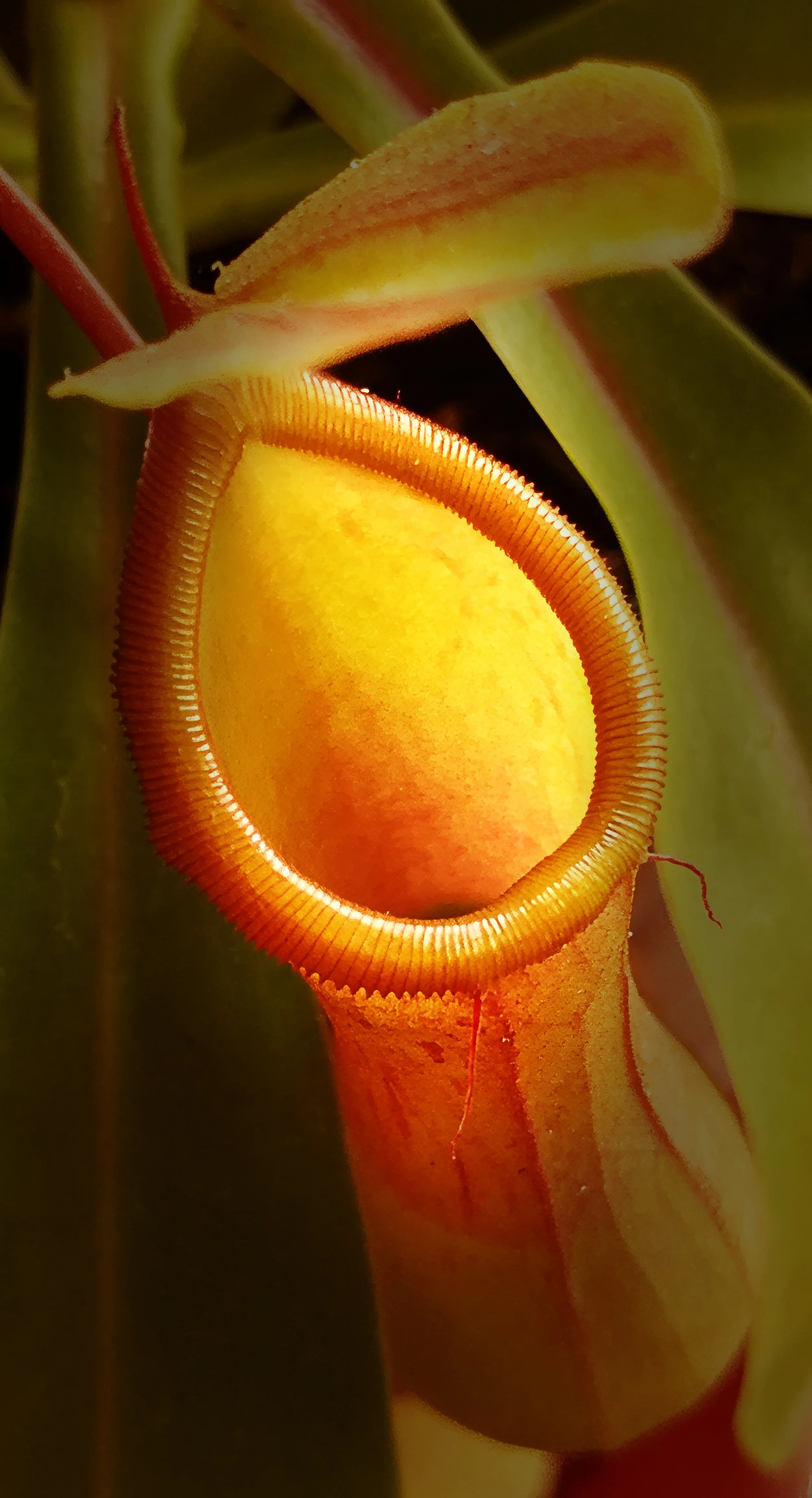 Pitcher Plant