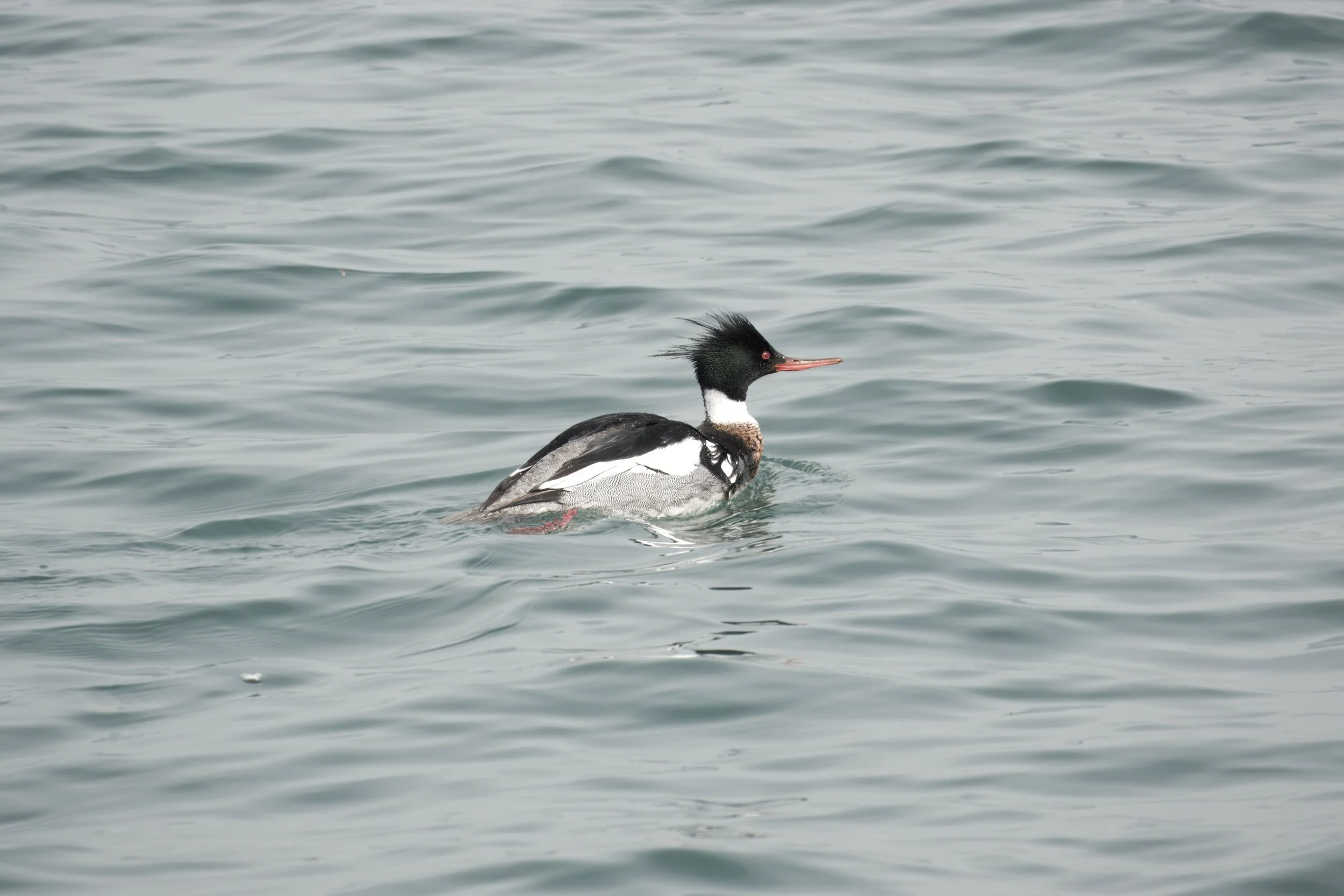 Red-breasted Merganser, Waterfront, Toronto