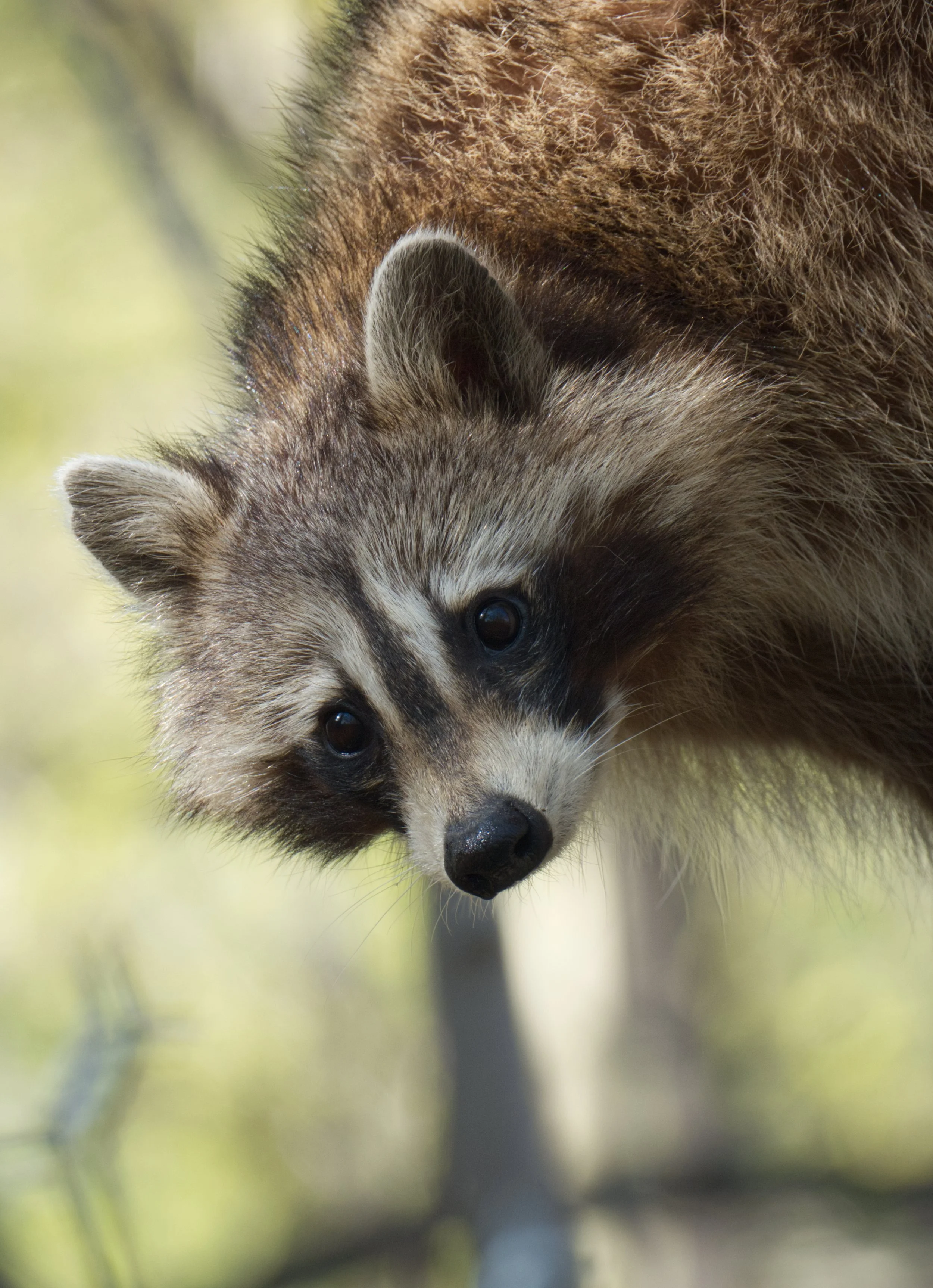 Raccoon 02.jpg