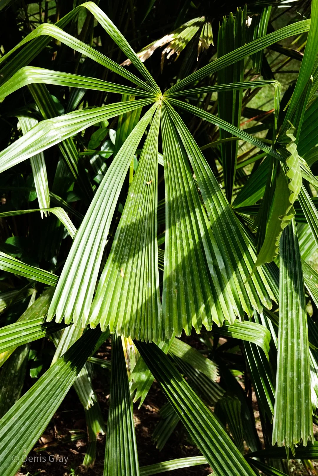 Selaginella umbrosa, Western Belize