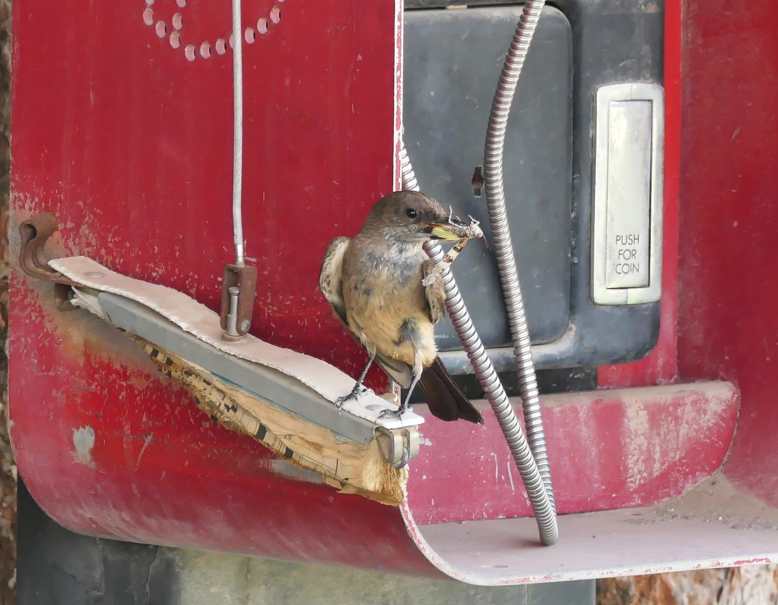 Say's Phoebe, Ma Bell Lunch stop