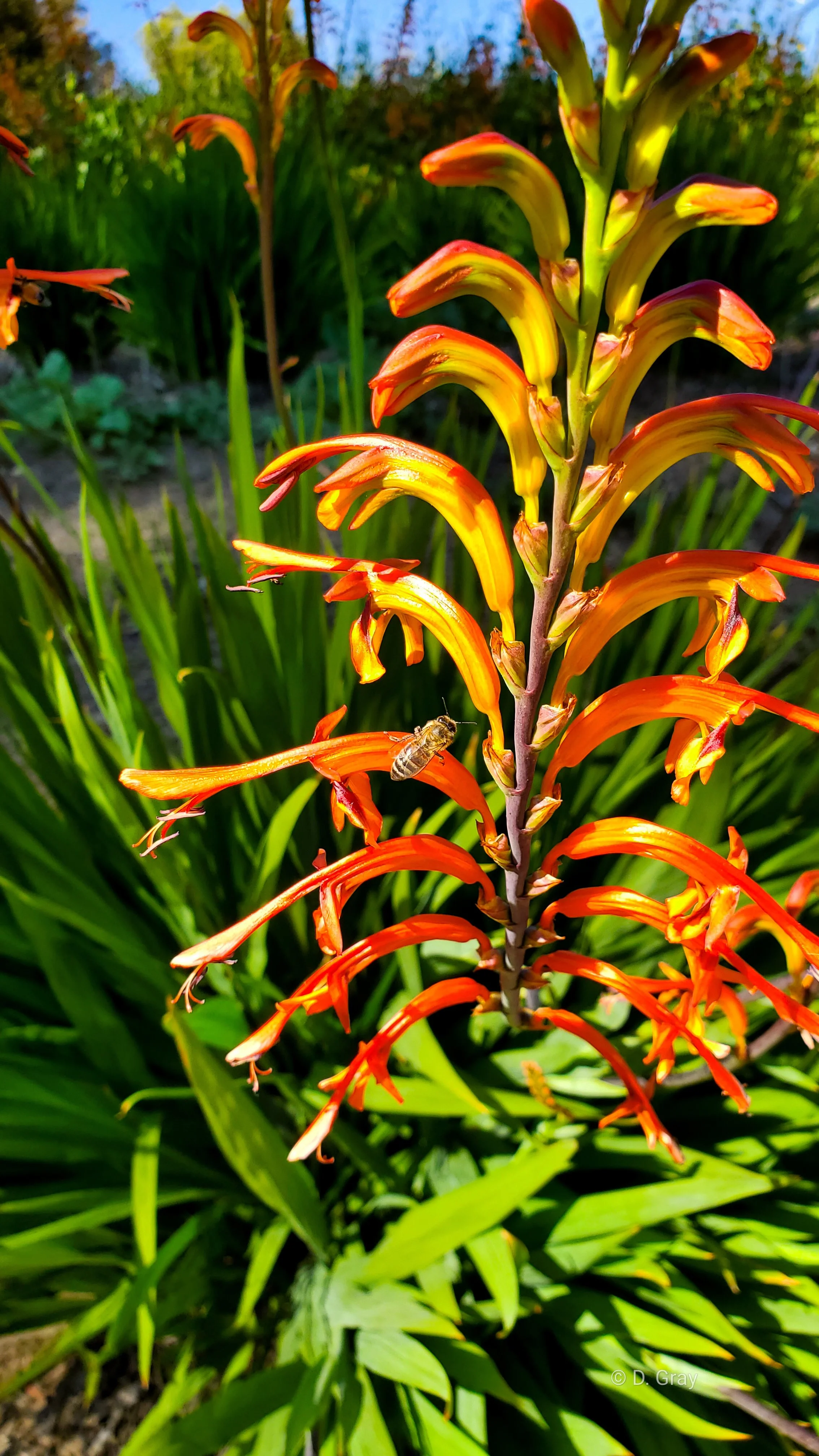 Crocosmia Bee.jpg