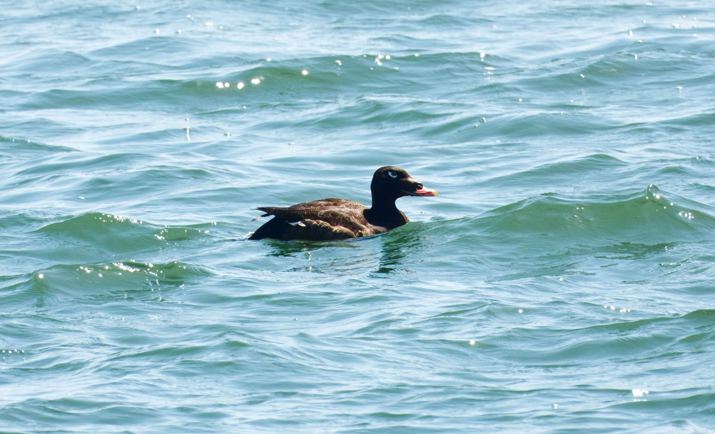 White-winged Scoter, Tommy Thompson Park, Toronto