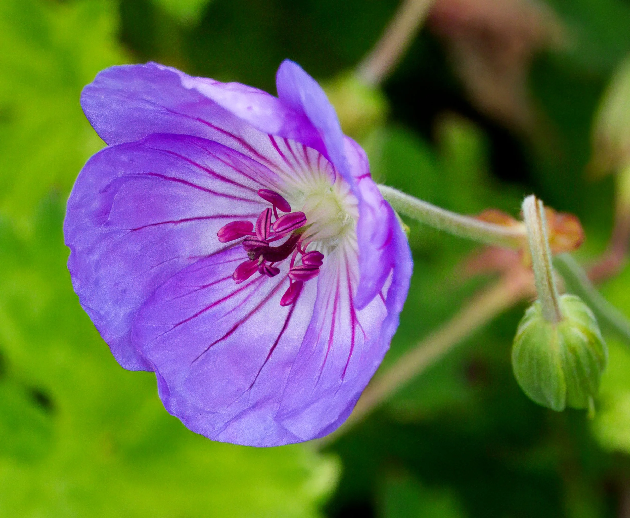 Cranesbill (a type of Geranium)