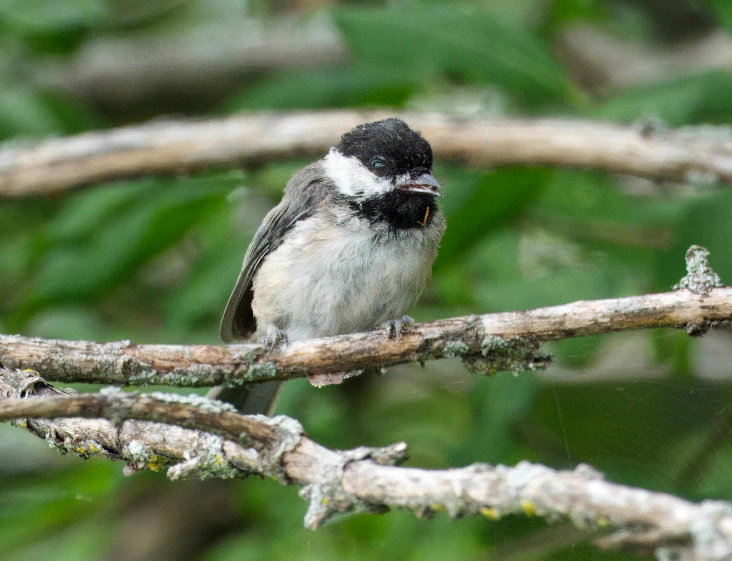 Black-capped Chickadee
