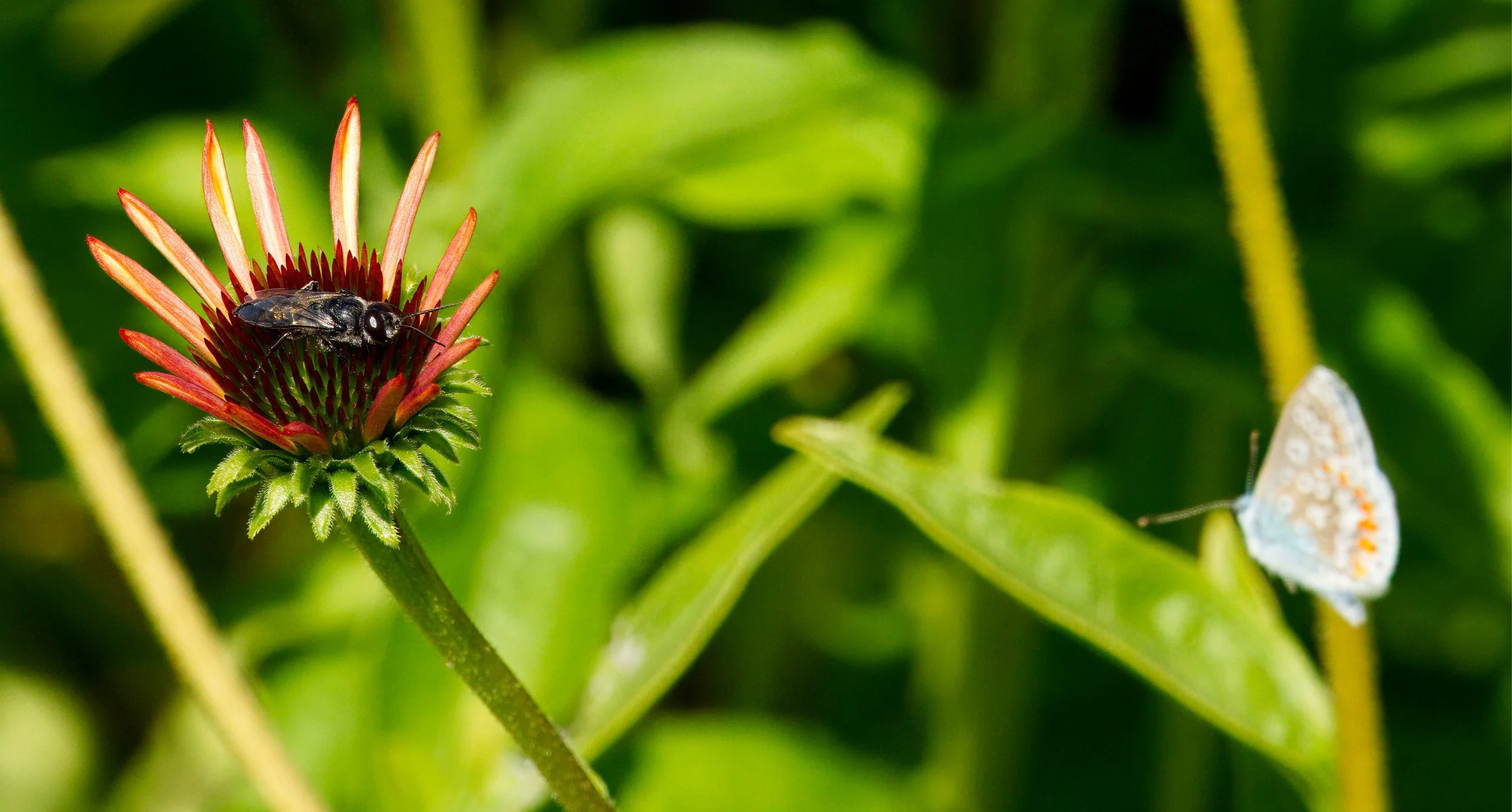 An Astata Wasp on an Echinacea to the left and a Common Blue Butterfly on the right