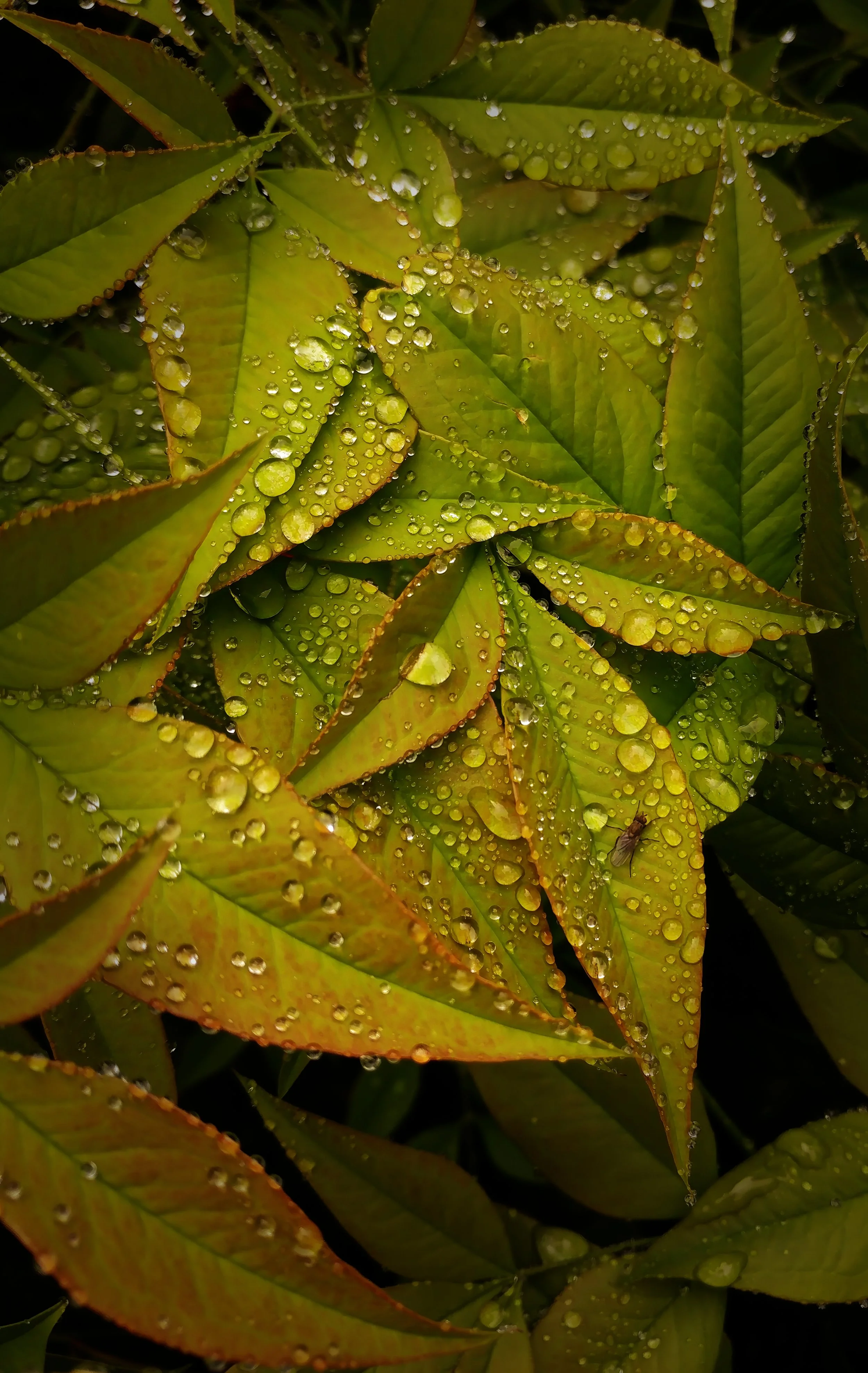 Nandina domestica
