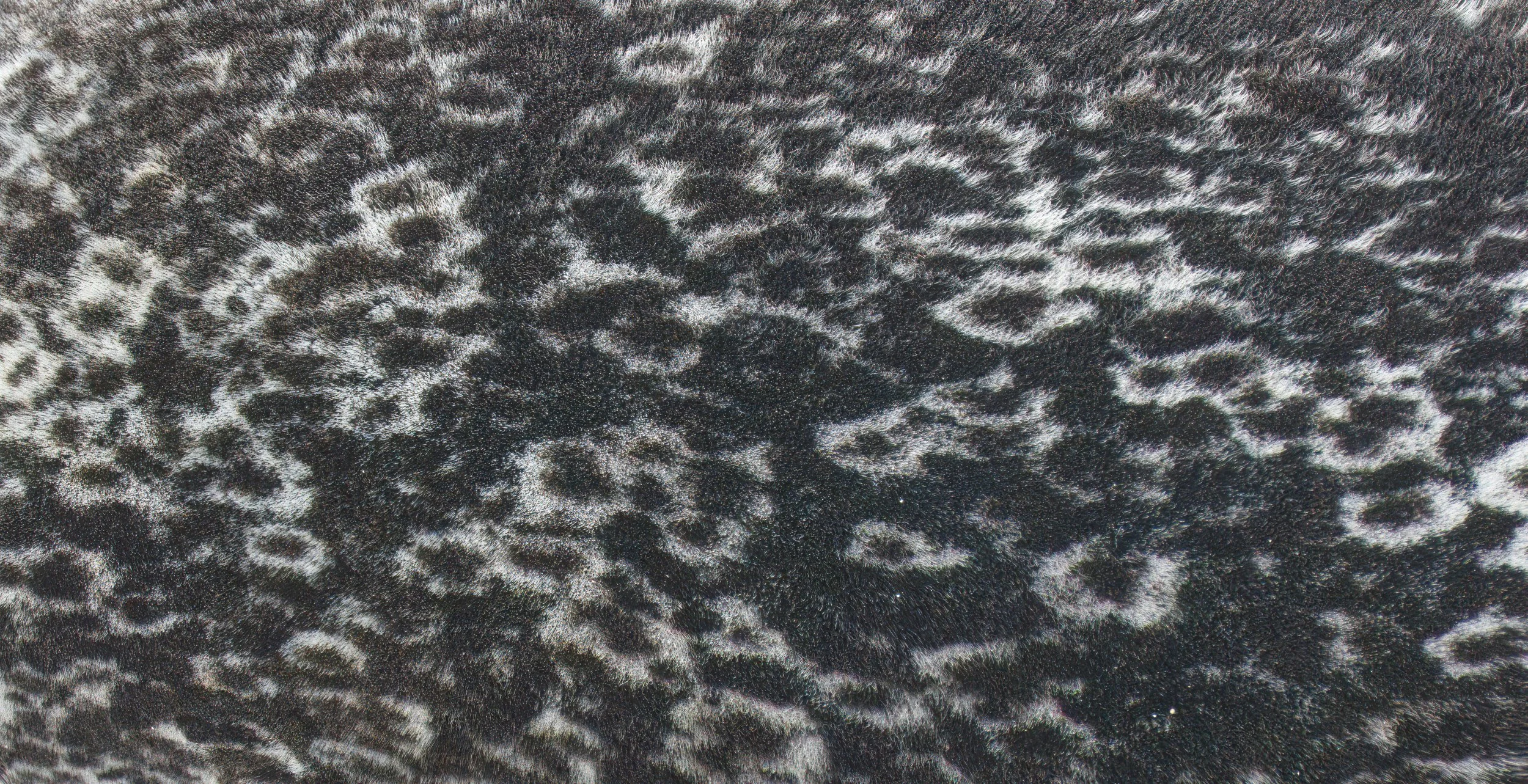 The Pelt