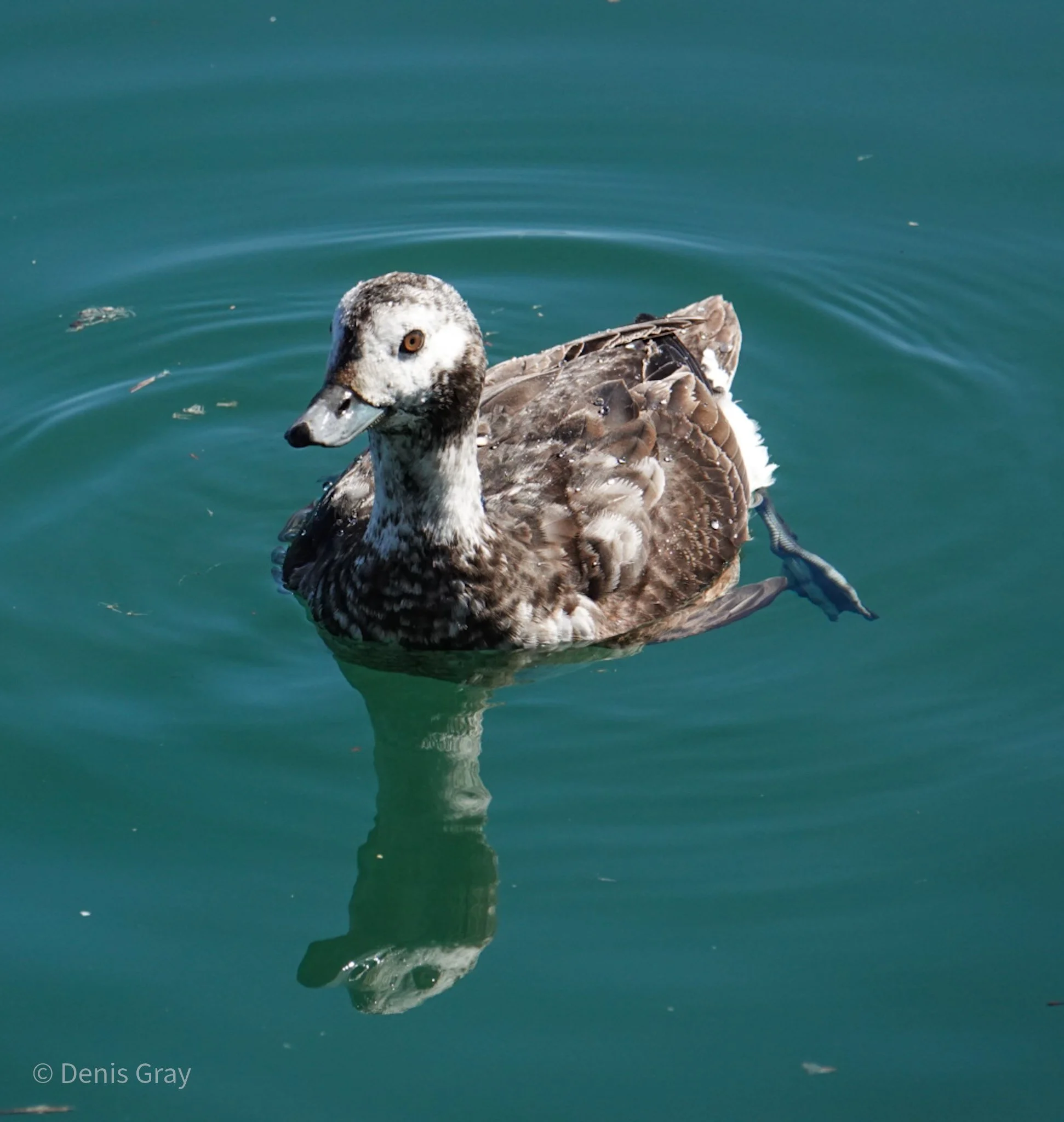 Long-tailed Duck (immature male or female winter plumage), Waterfront, Toronto