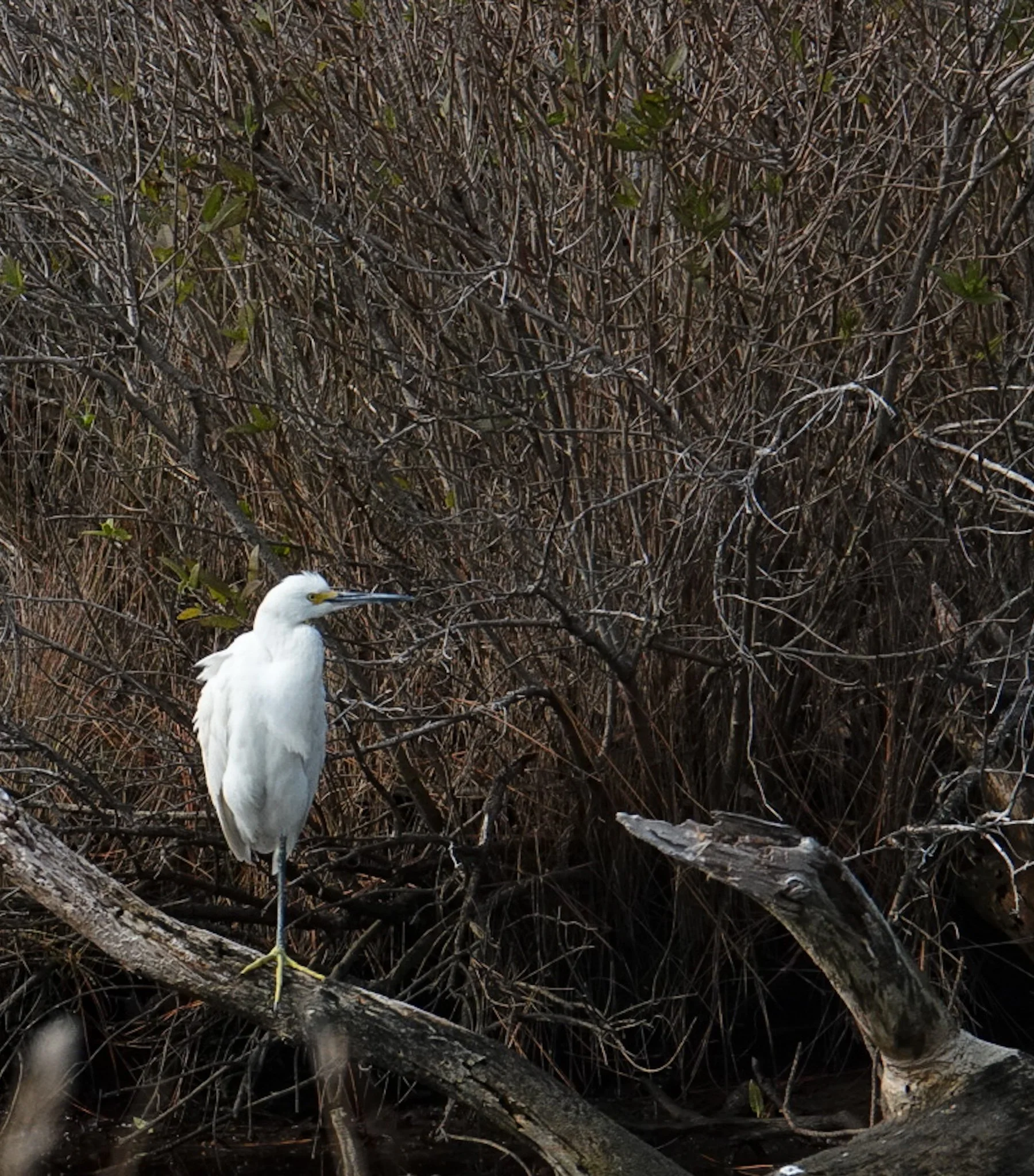 Snowy Egret, Chincoteague, Va