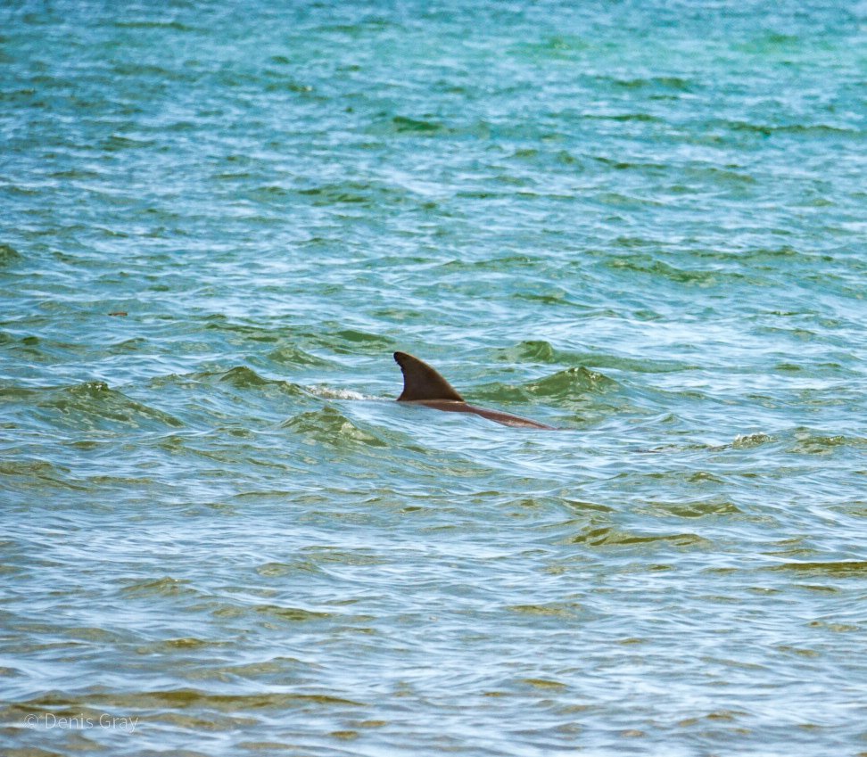 Dolphin, off Hopkins, Belize