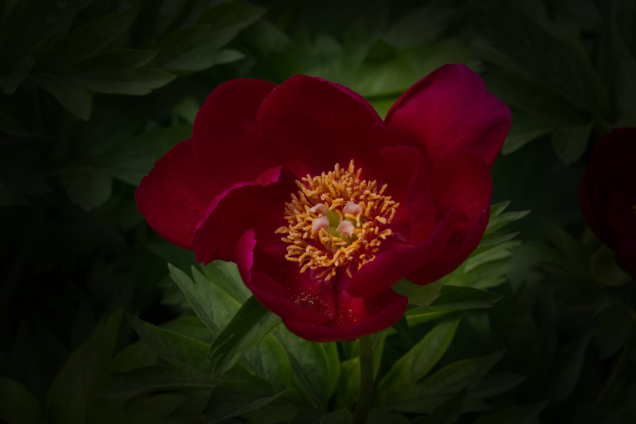 Paeonia