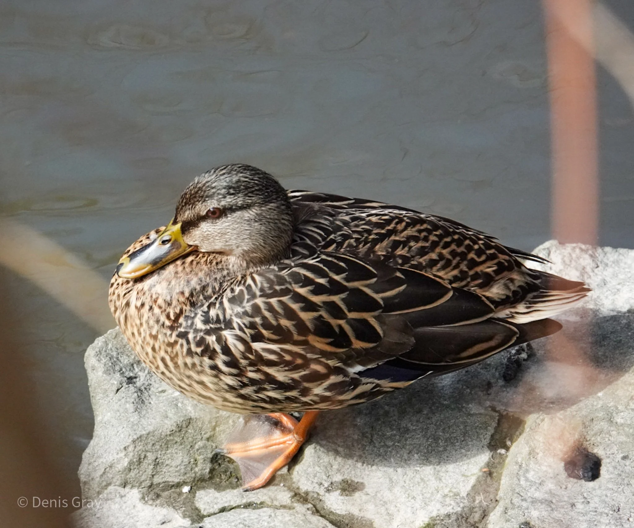 Yellow Creek Mallard female, Toronto, Canada