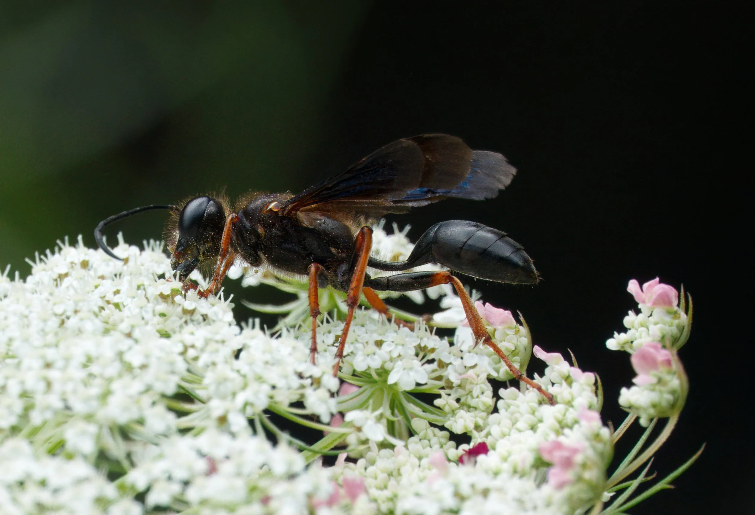 Grass-carrying Wasp