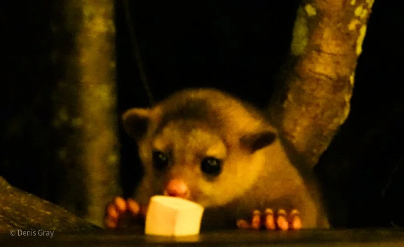 Kinkajou, Western Belize