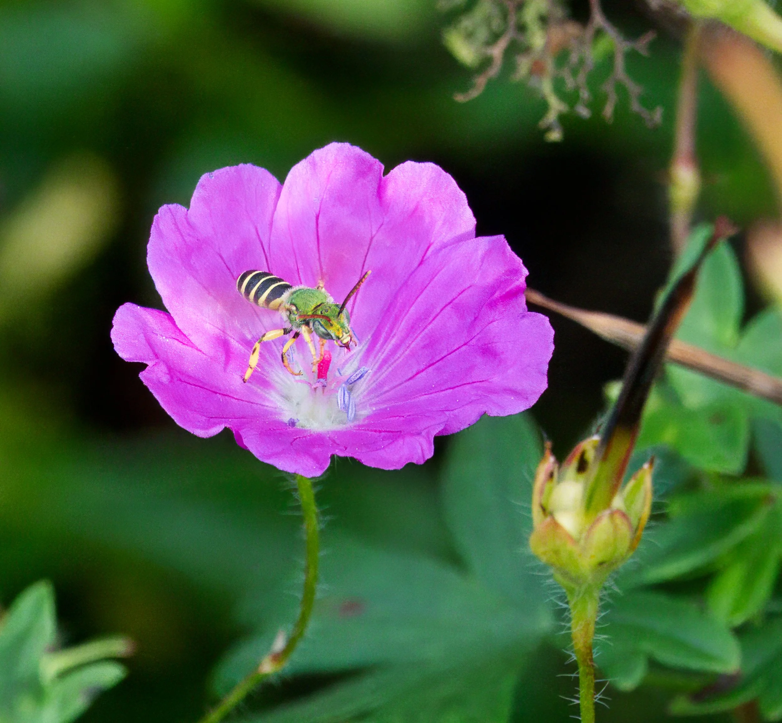 Green Metallic Sweat Bee in a Cranesbill flower
