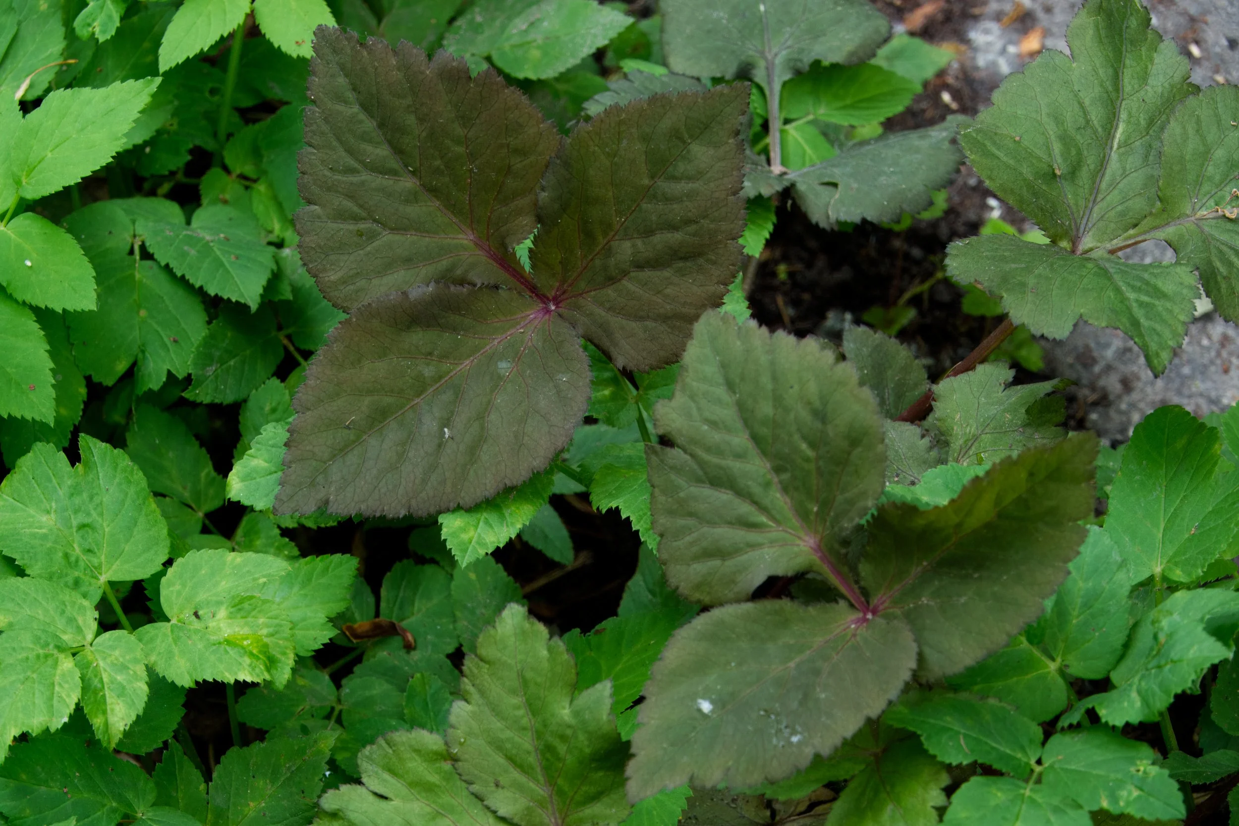 Purple-Leafed Mitsuba, Vale of Avoca, Toronto