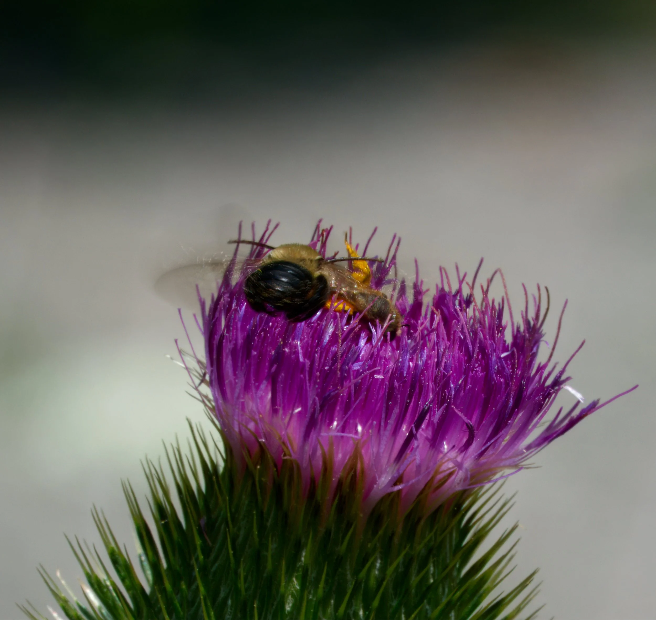 Bumblebee coming in to land on an already occupied Thistle bloom