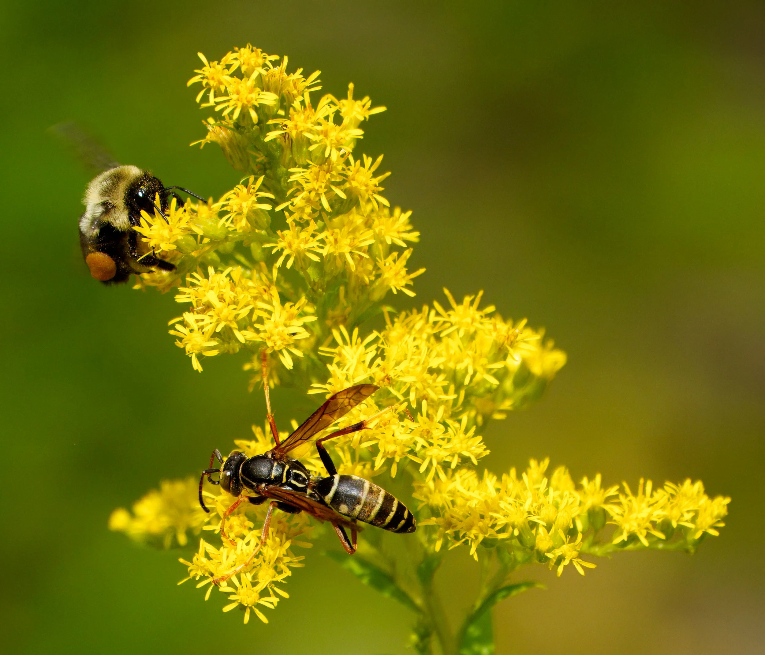 A Feather-legged Fly on Golden Rod