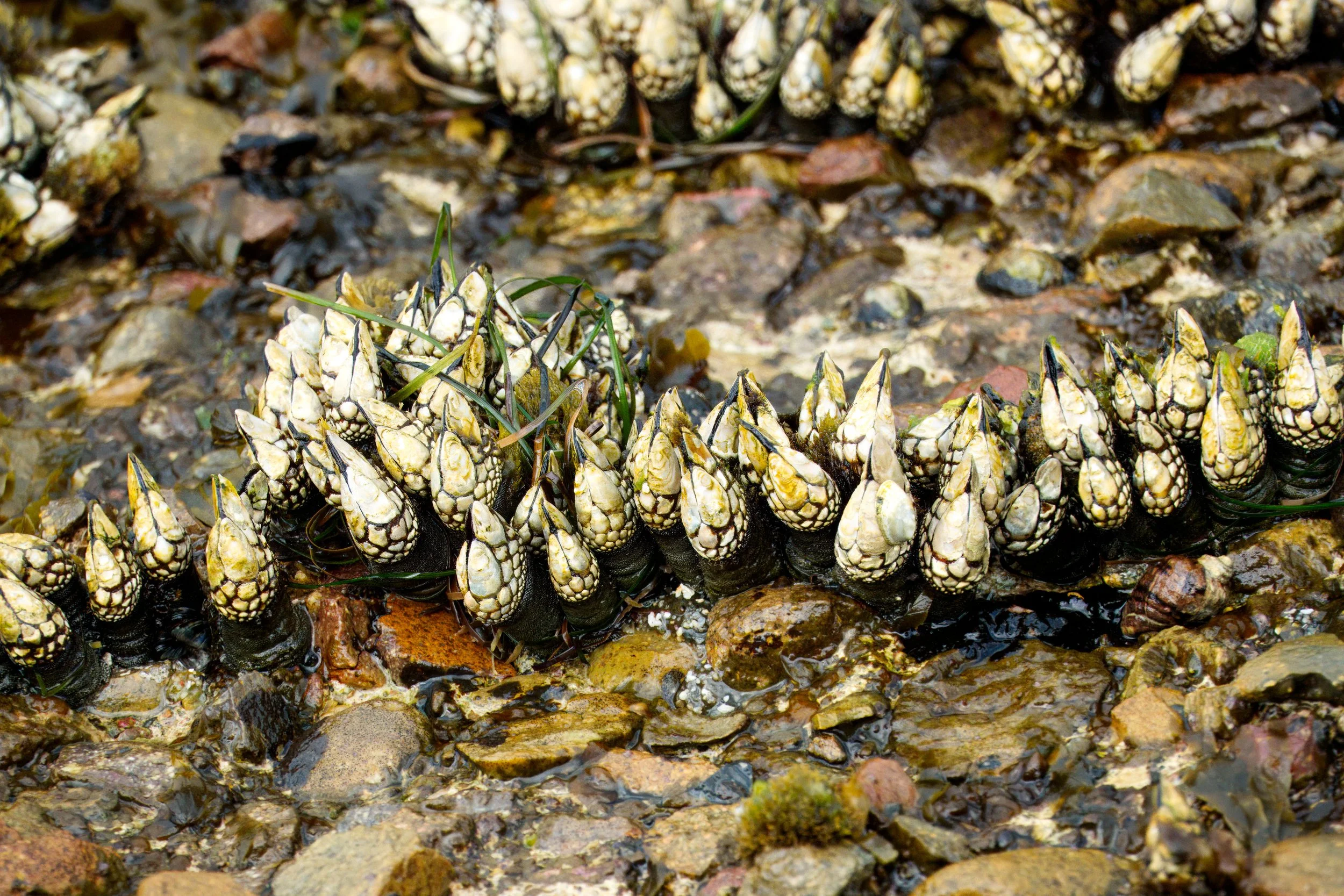 Goose Neck Barnacles, La Jolla, Southern California