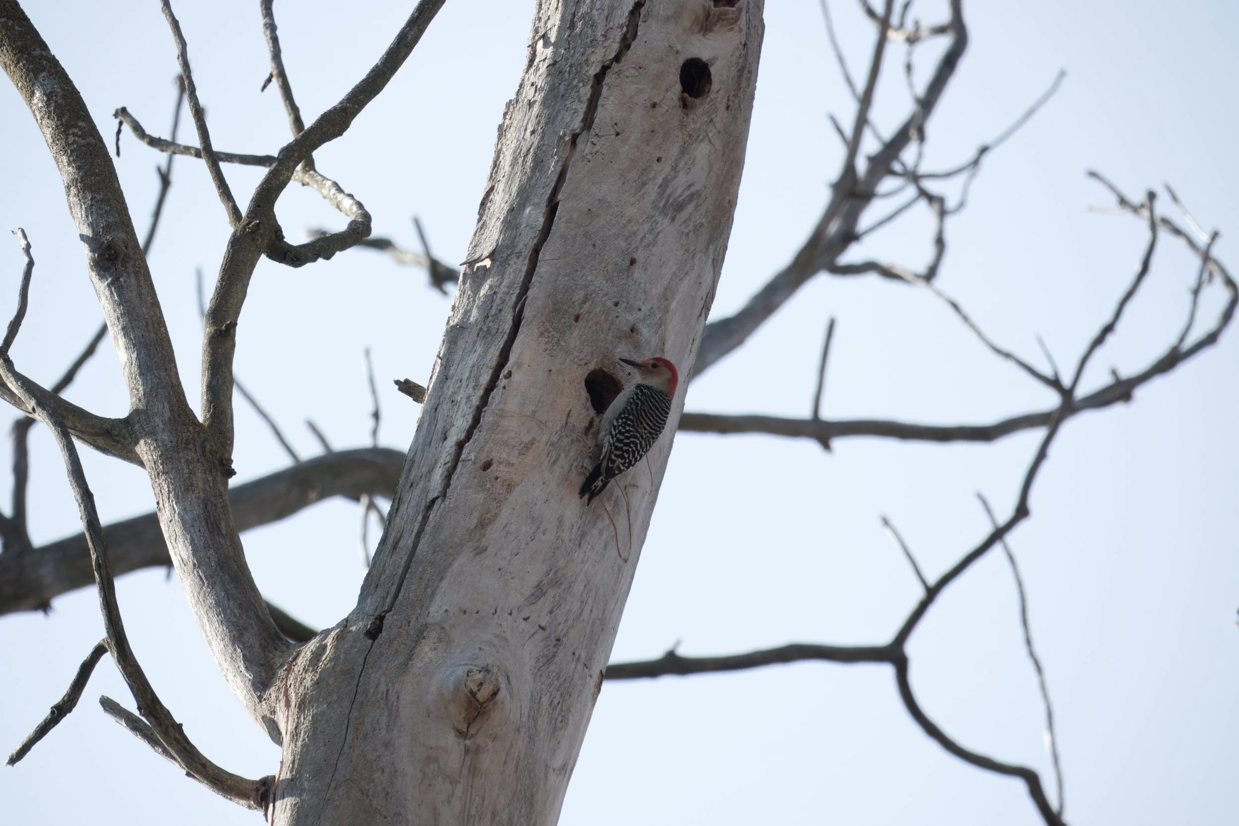 Red-bellied Woodpecker, Yellow Creek Ravine, Toronto