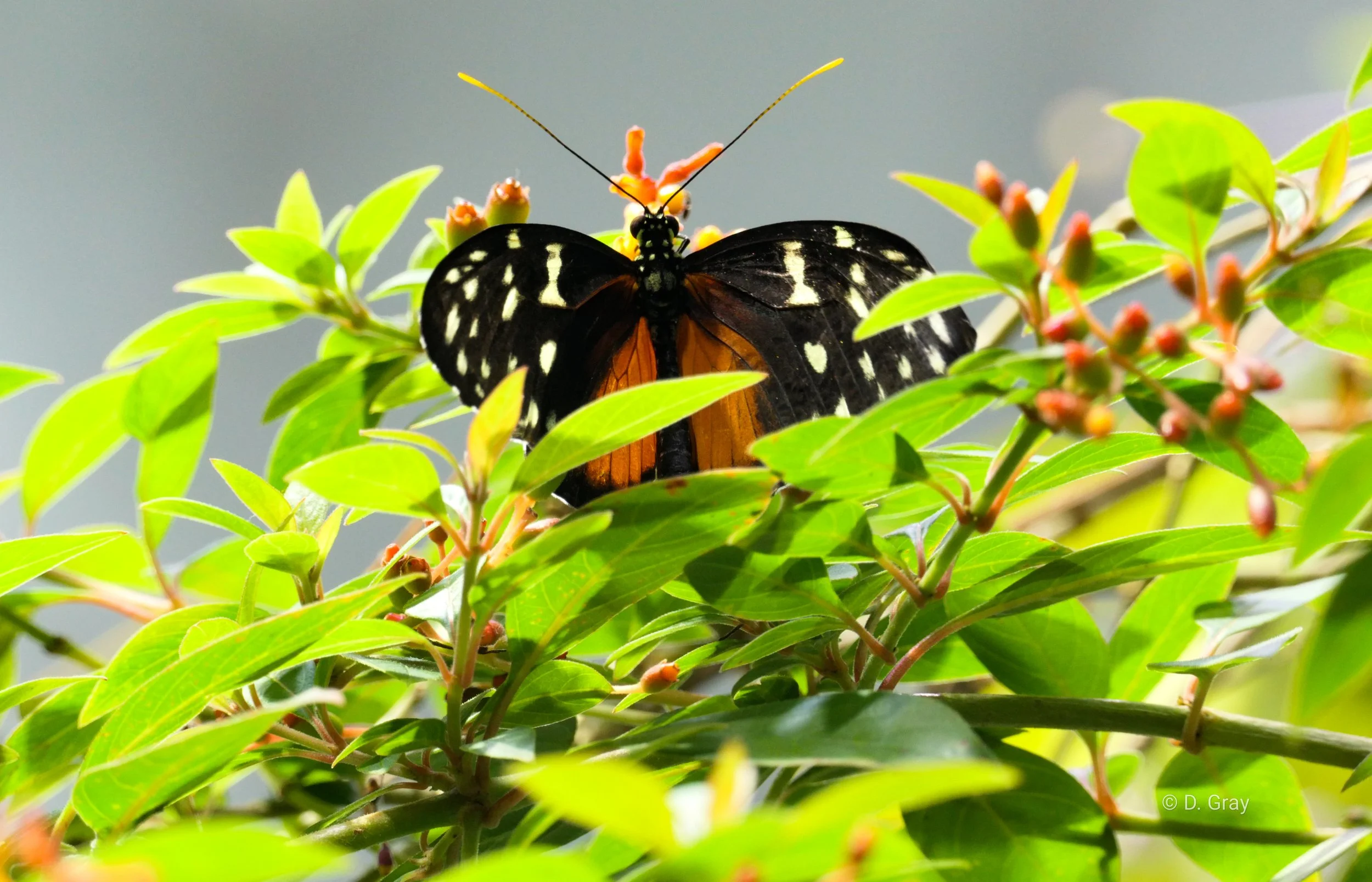 Tiger Longwing Butterfly