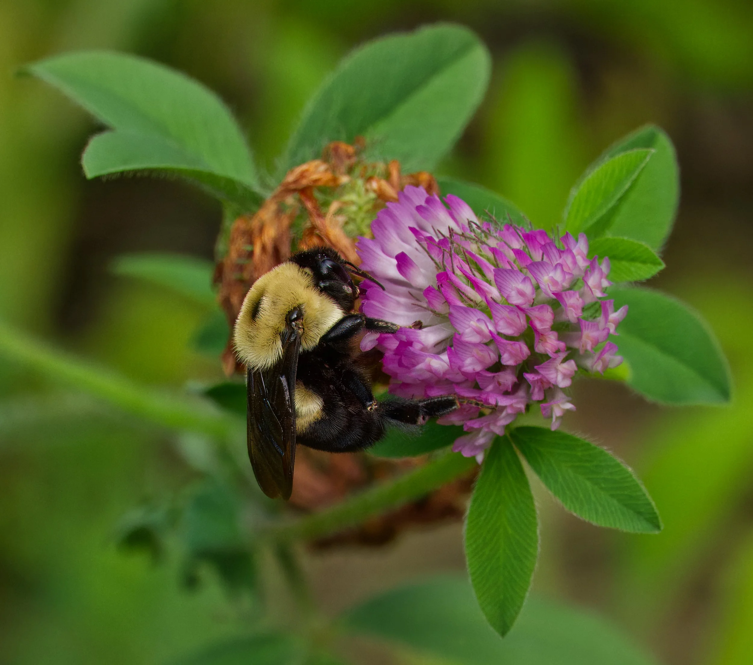 Brown-belted Bumble Bee