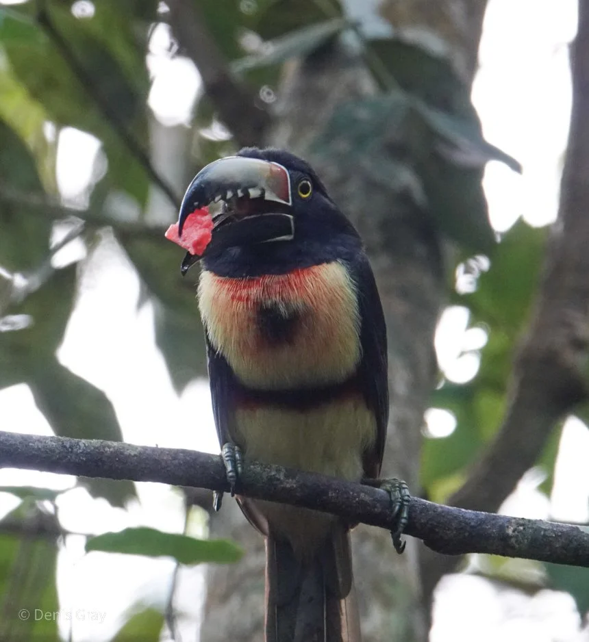 Collared Aracari, Western Belize