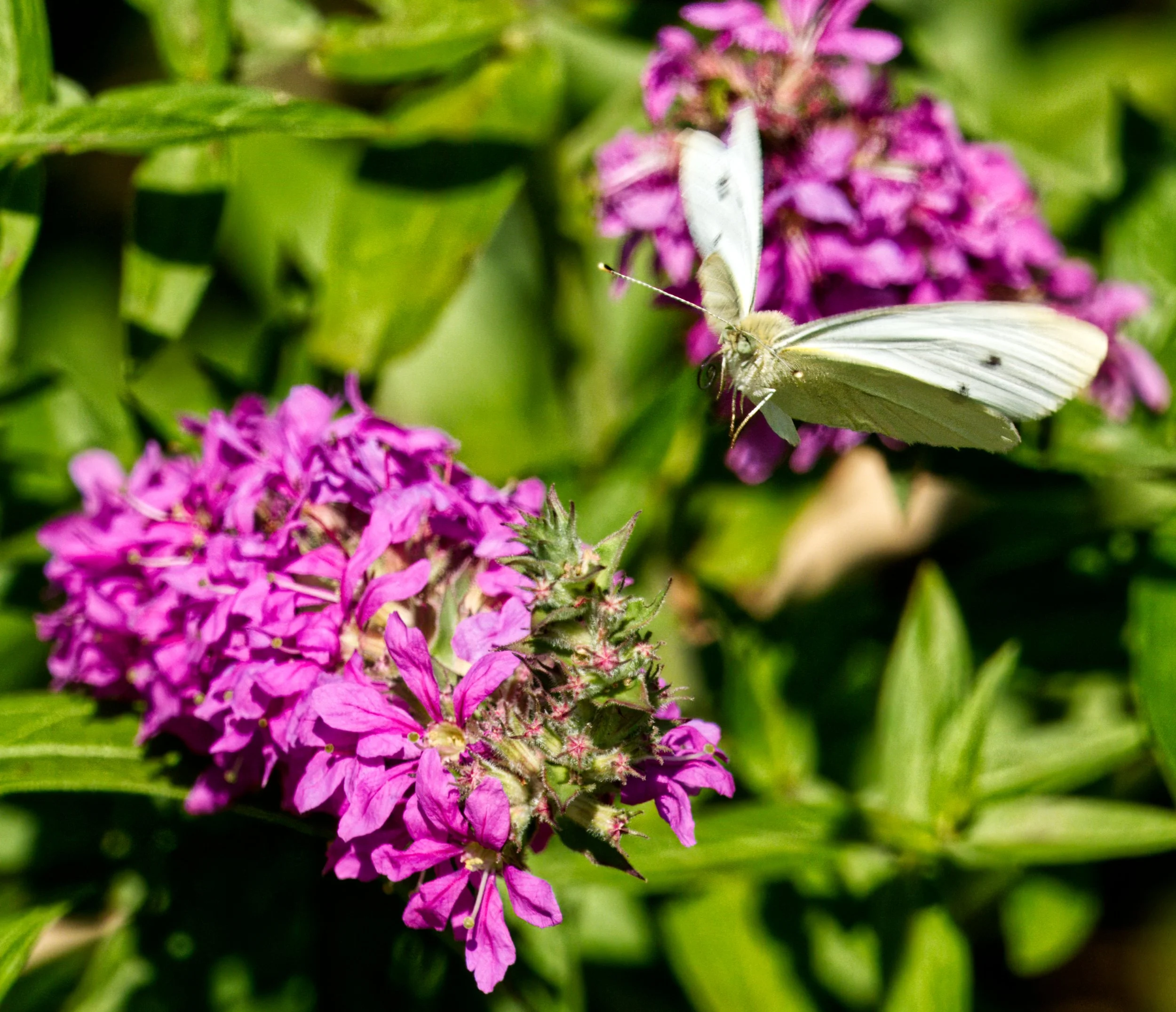 Common Blue Butterfly approaching Purple Loosestrife 