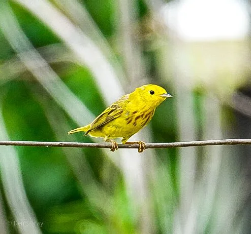 Yellow Warbler, Western Belize