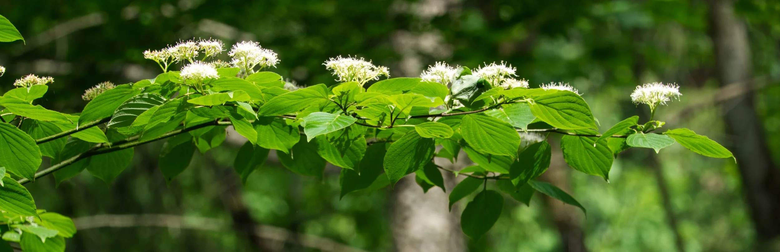 Pagoda Dogwood, Pagoda Dogwood