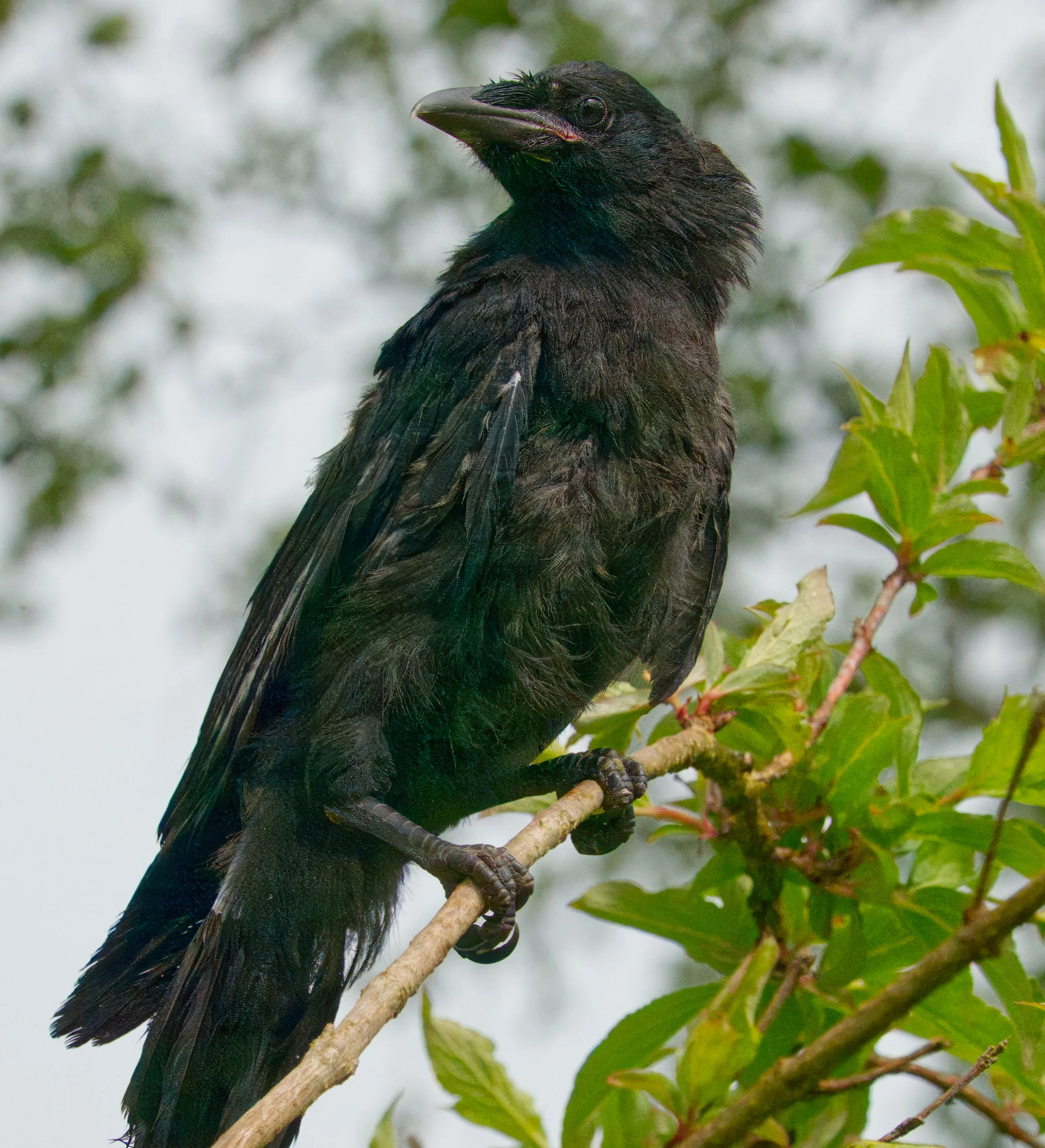 Juvenile Rook, Petitswood, Mullingar, Ireland