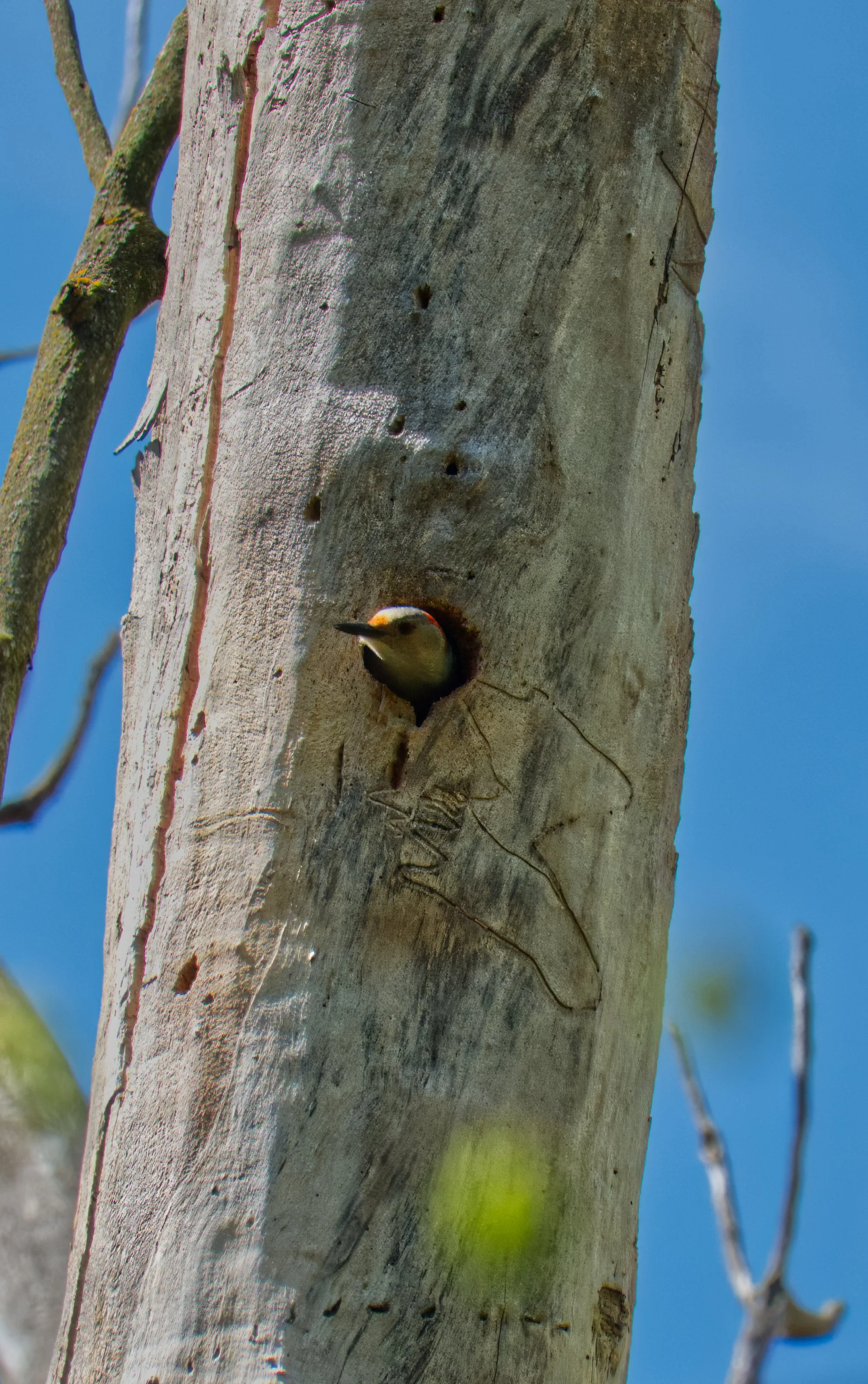 Northern Flicker, Yellow Creek Ravine, Toronto