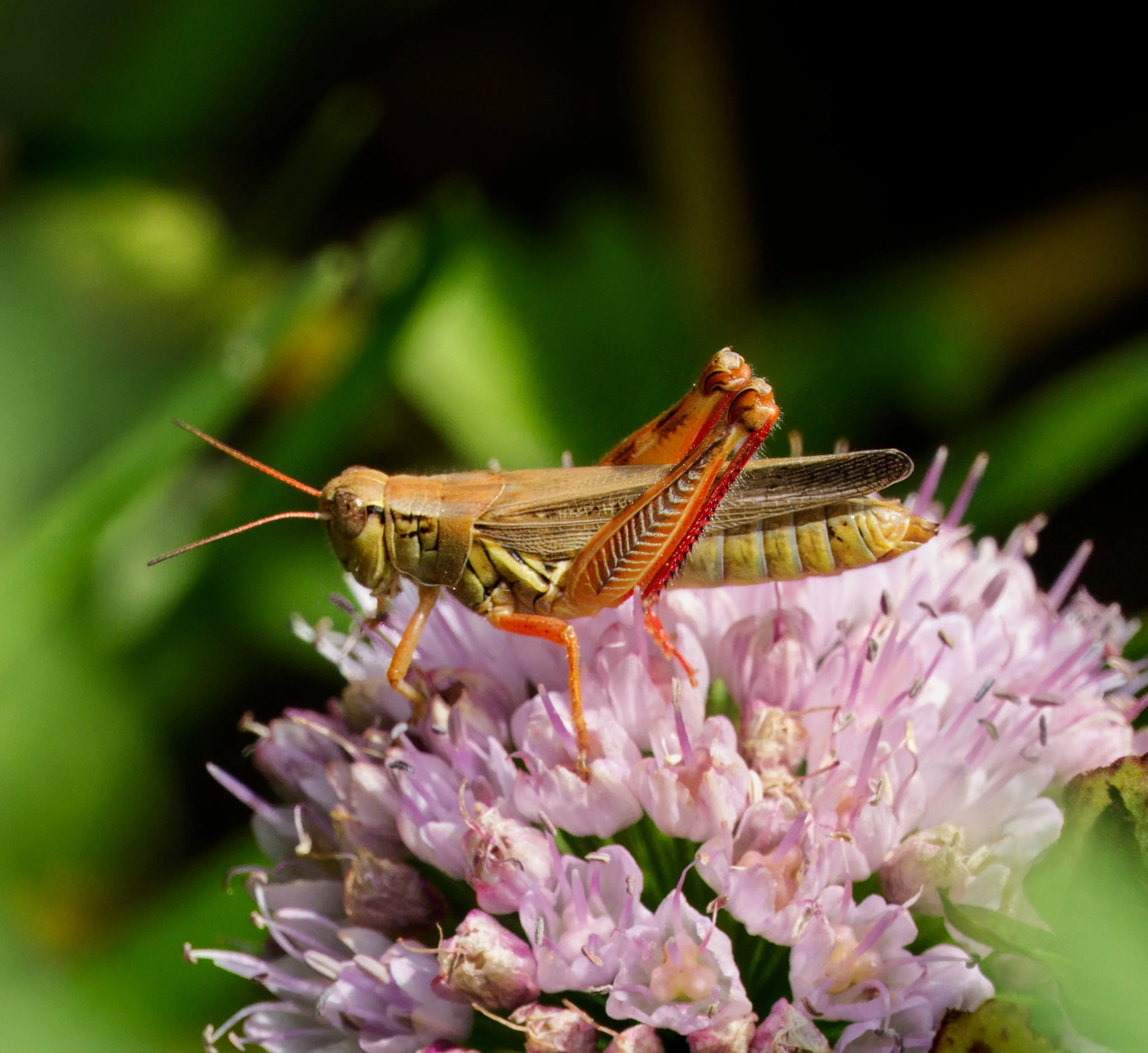 Red-legged Grasshopper