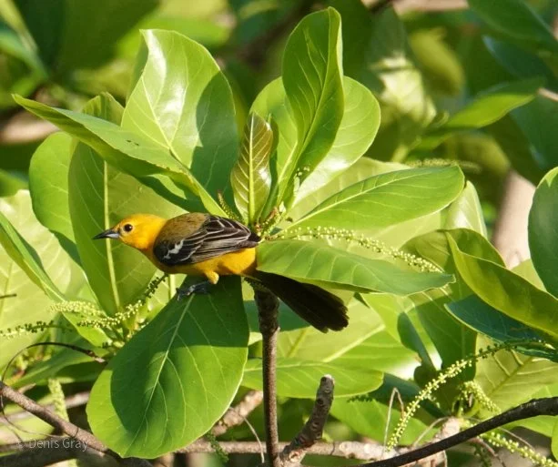 Yellow Oriole, Western Belize