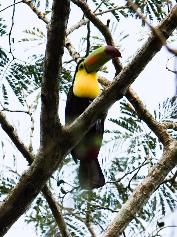 Keel-billed Toucan, Western Belize