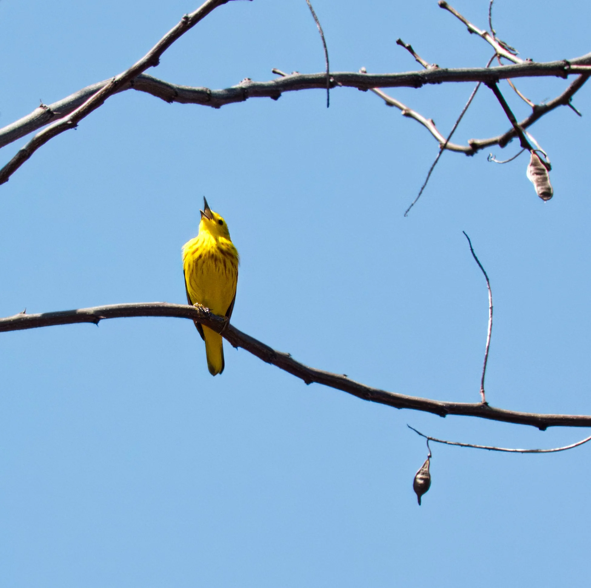 Northern Yellow Warbler, Tommy Thompson Park, Toronto